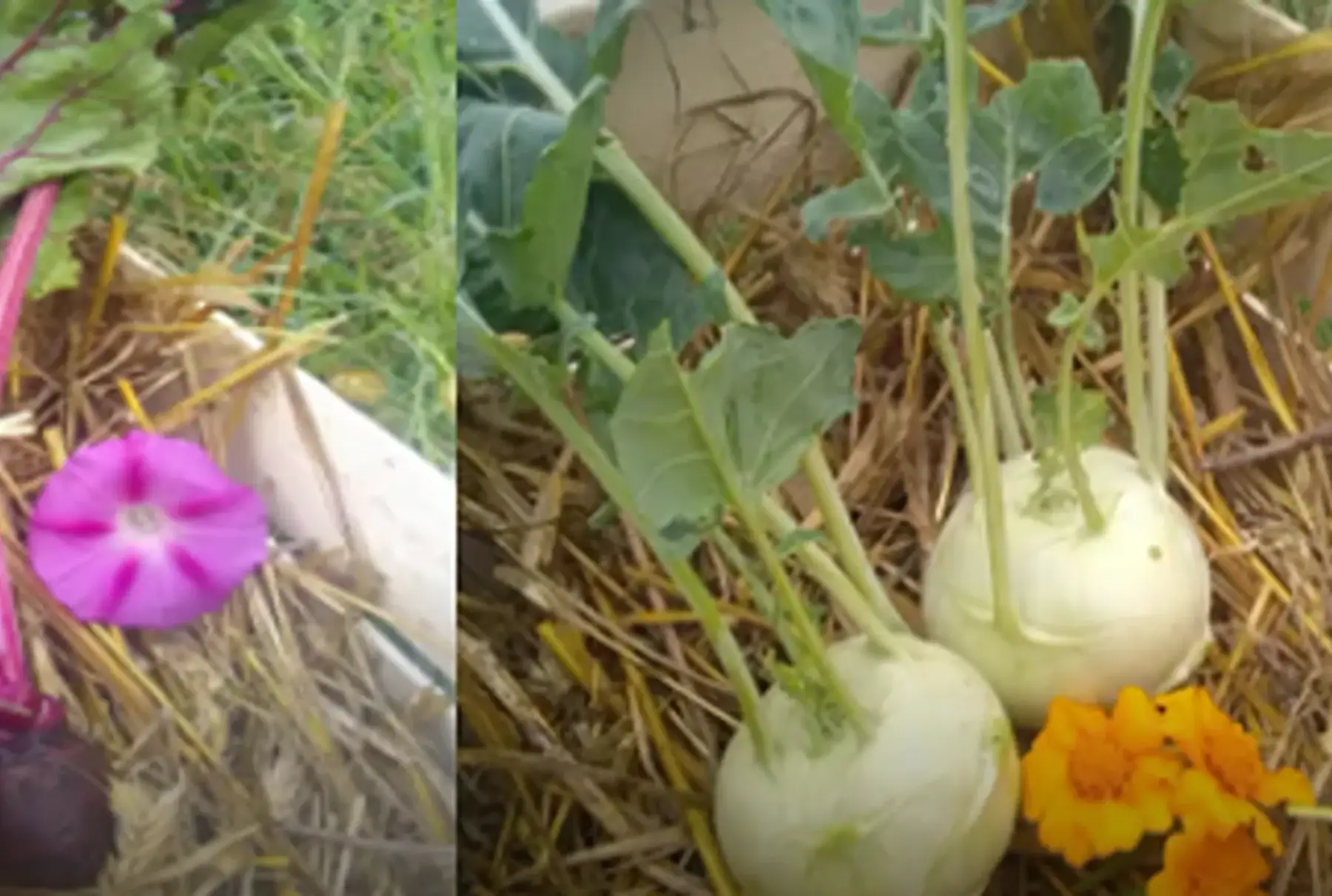 duo betteraves/chou-rave