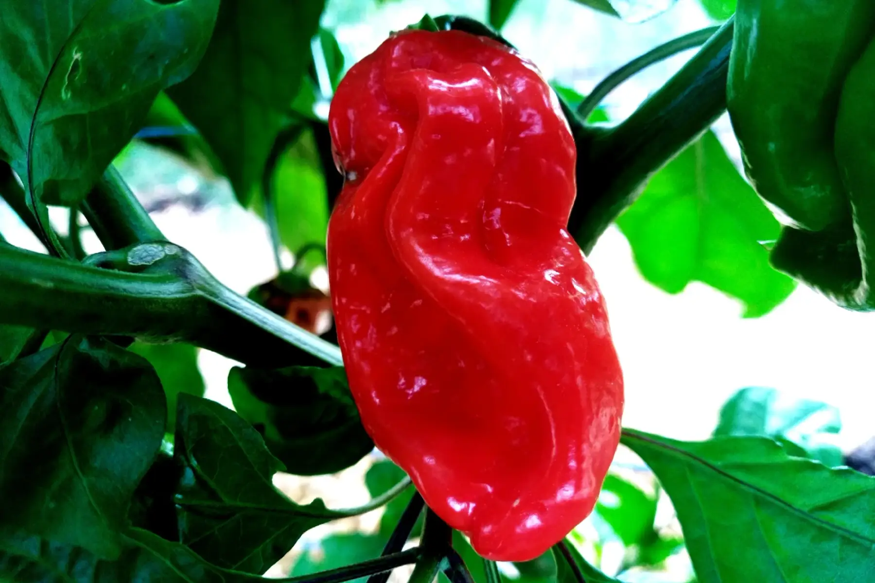 piment antillais bondamanjak