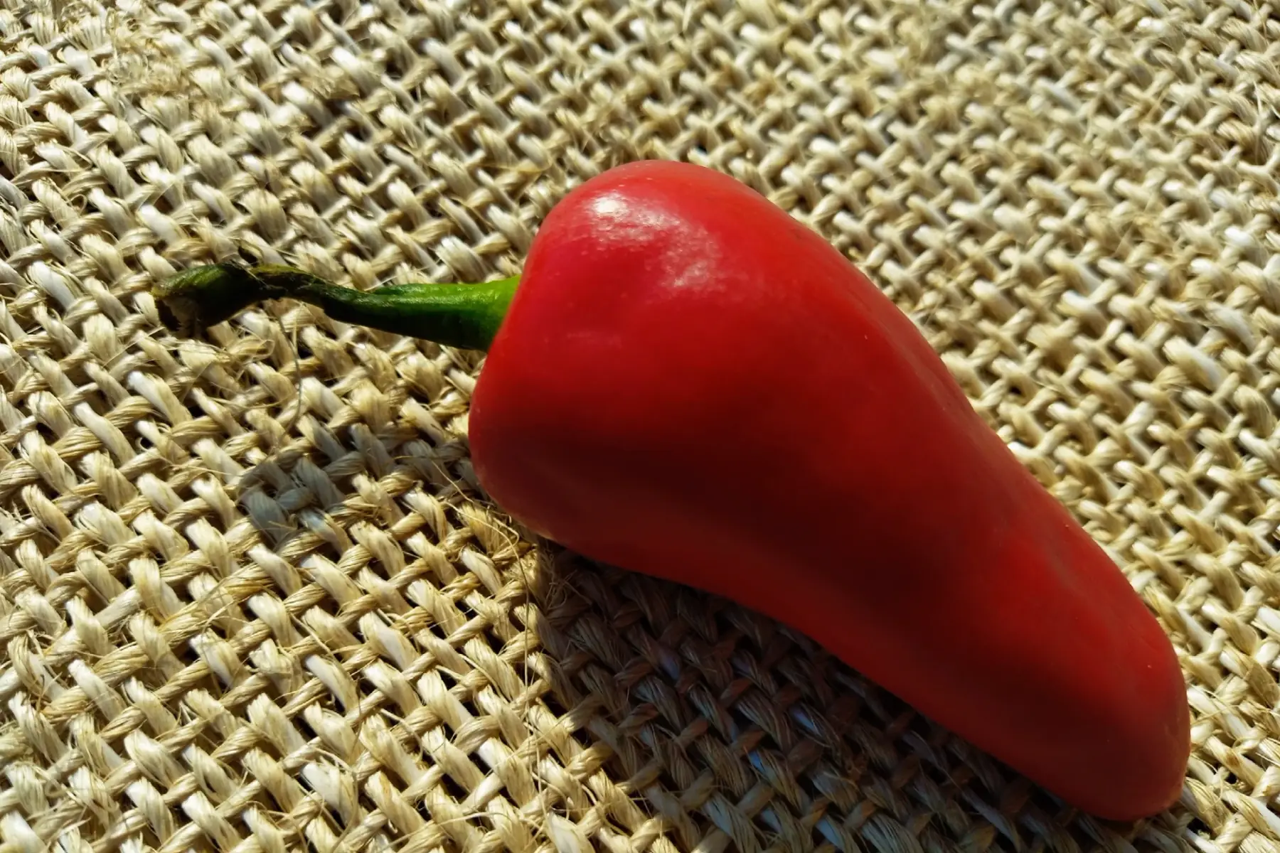 piments basque type "Espelette"