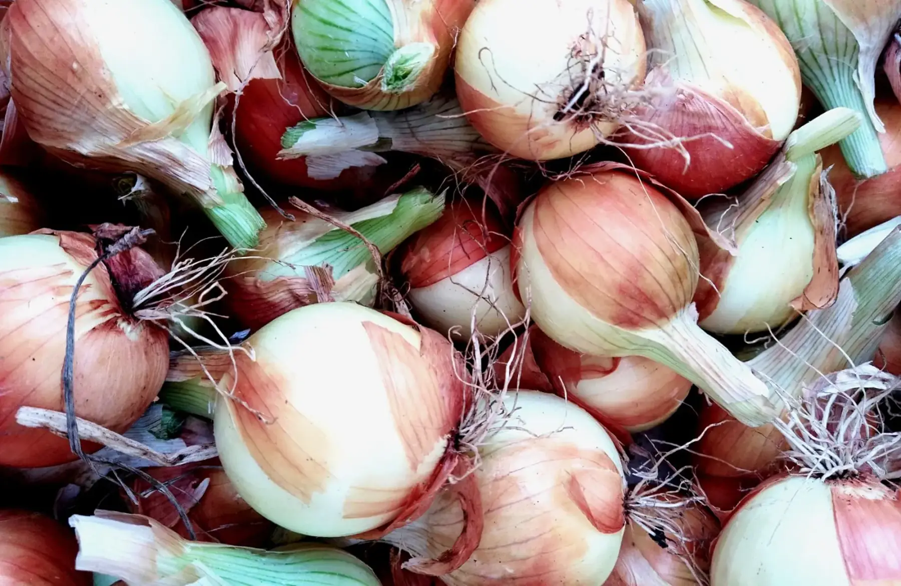 oignons jaunes