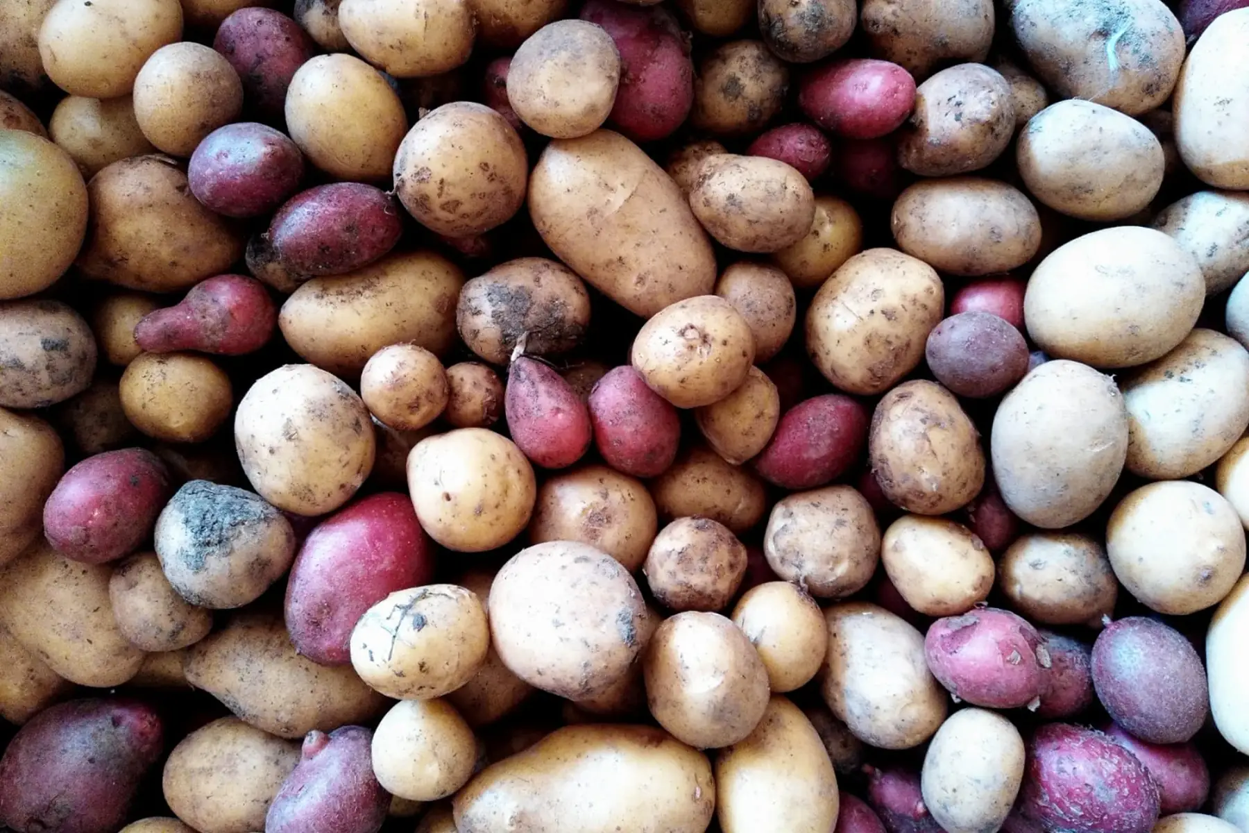 pommes de terre grenailles