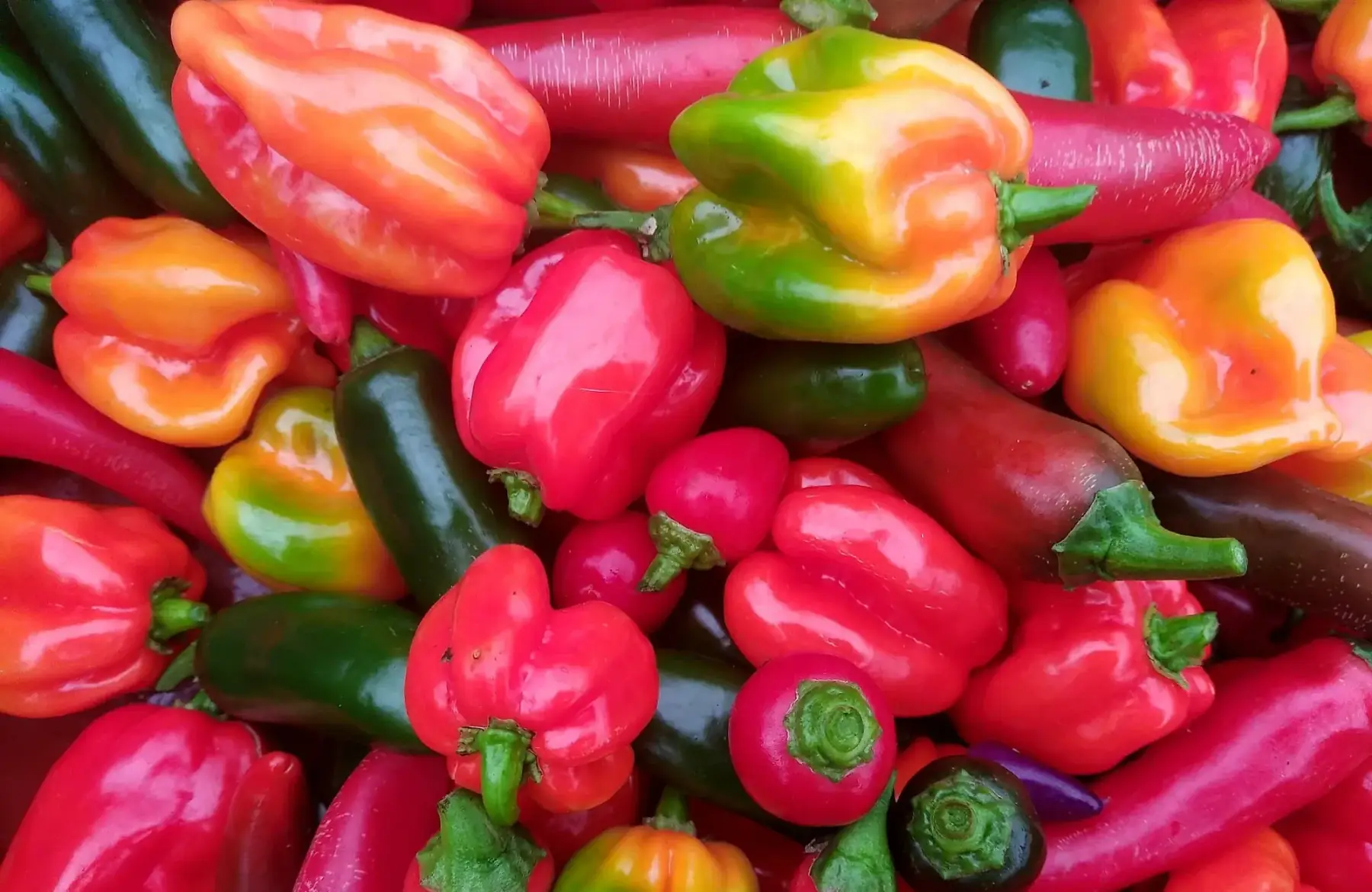 piments forts mélangés