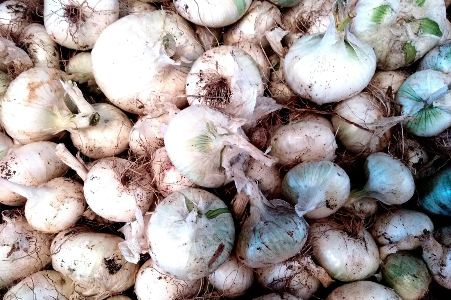 oignons blancs demi-secs