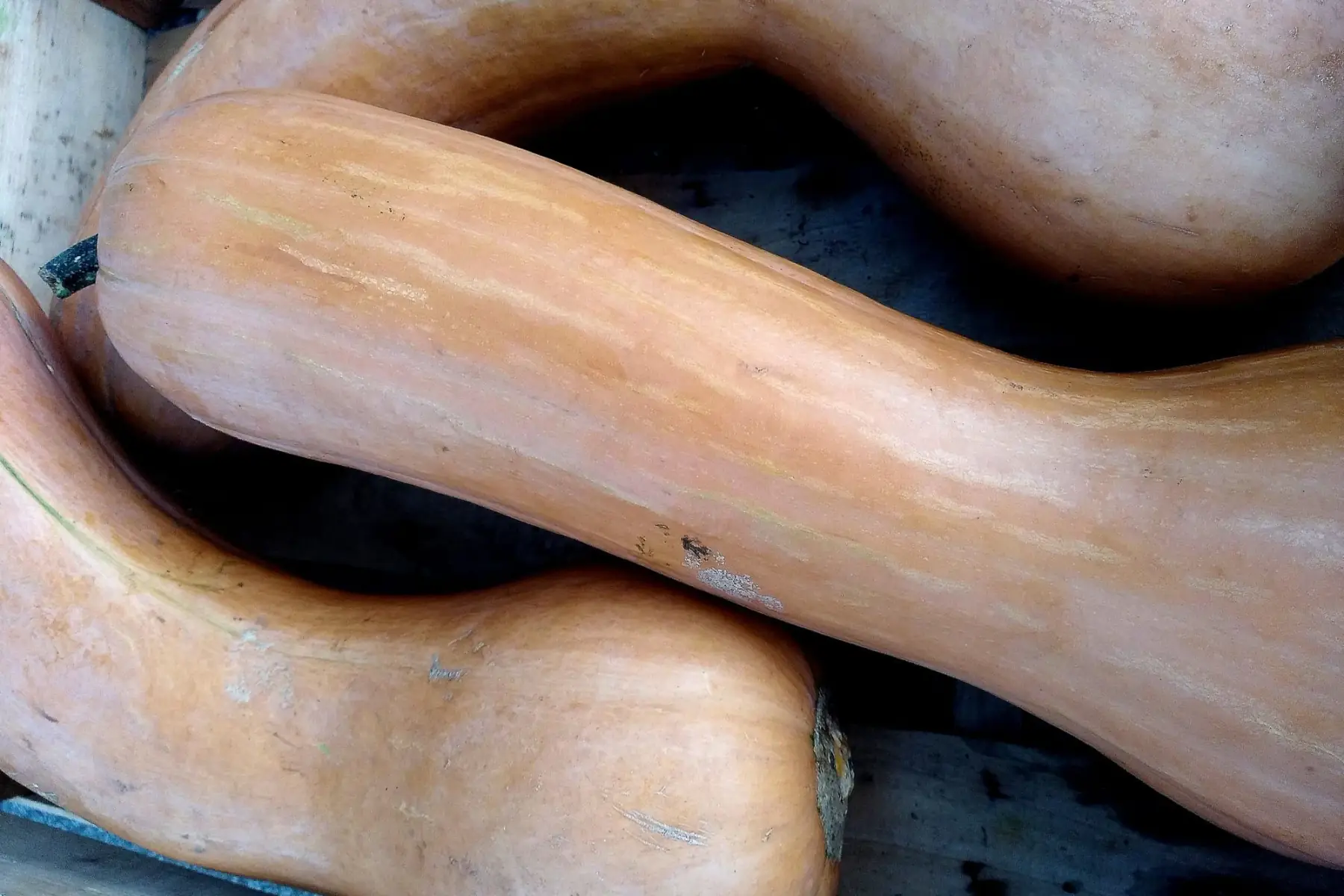 Courge Longue de Nice.