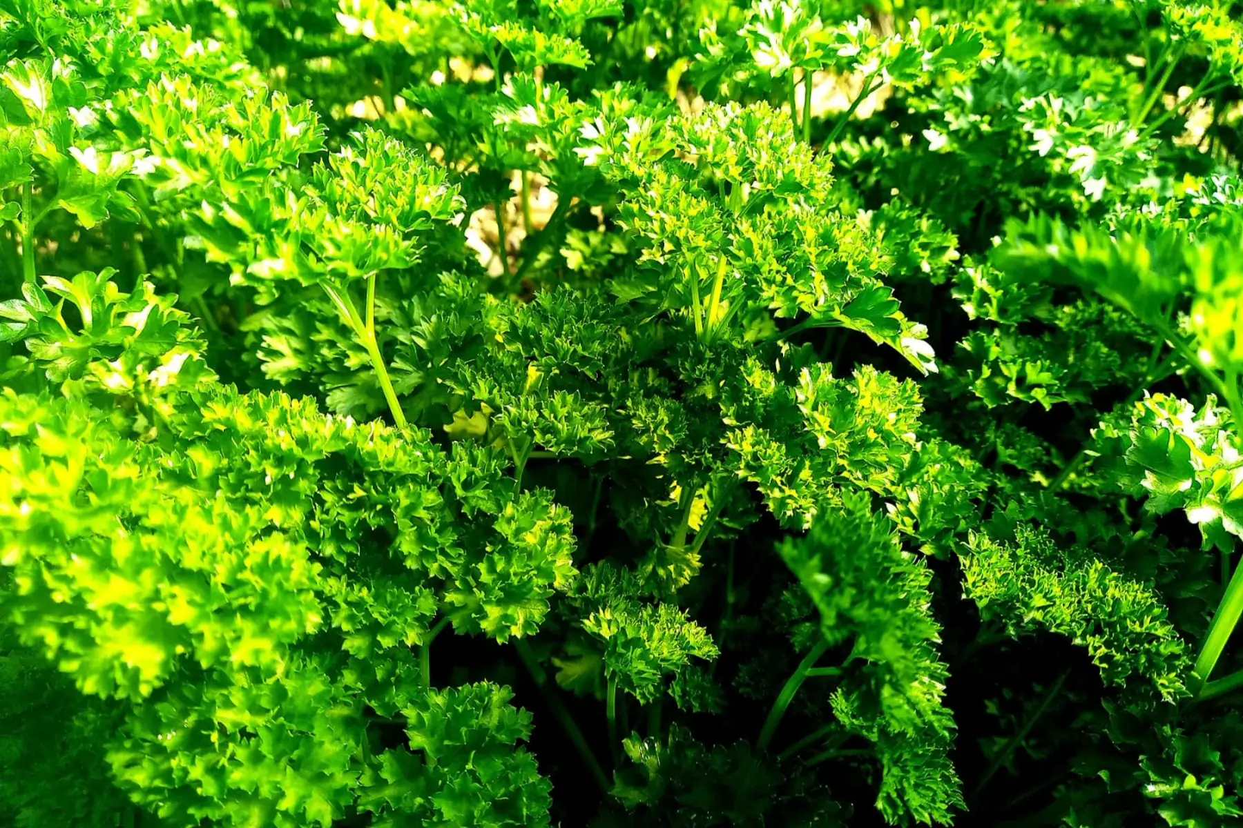 Persil frisé