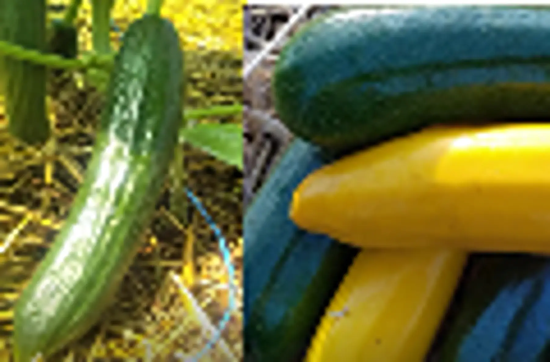 duo concombres / courgettes