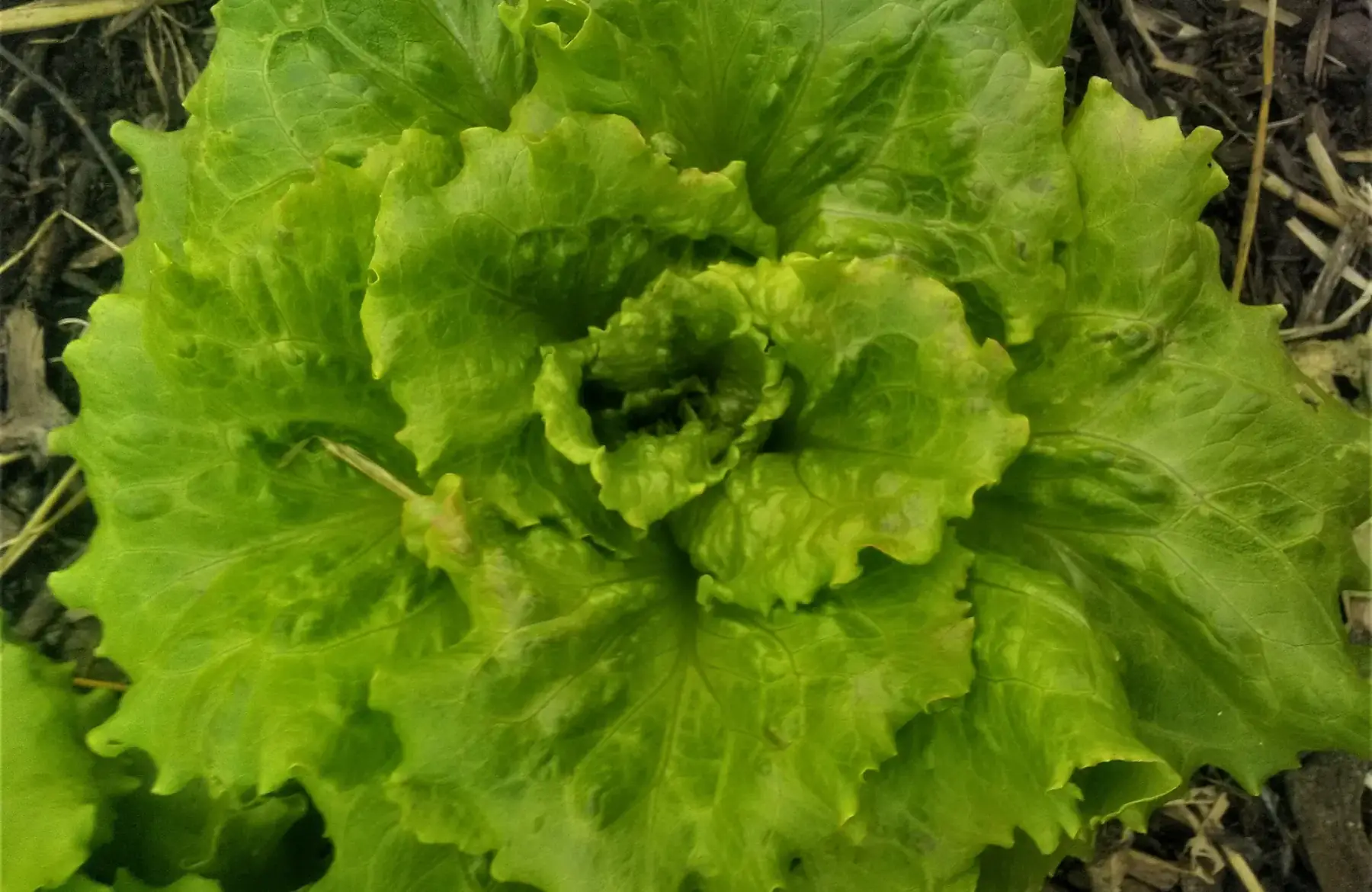 laitue batavia.