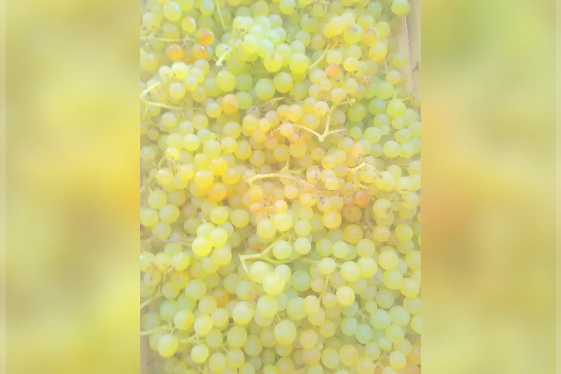 Raisin de table Exalta