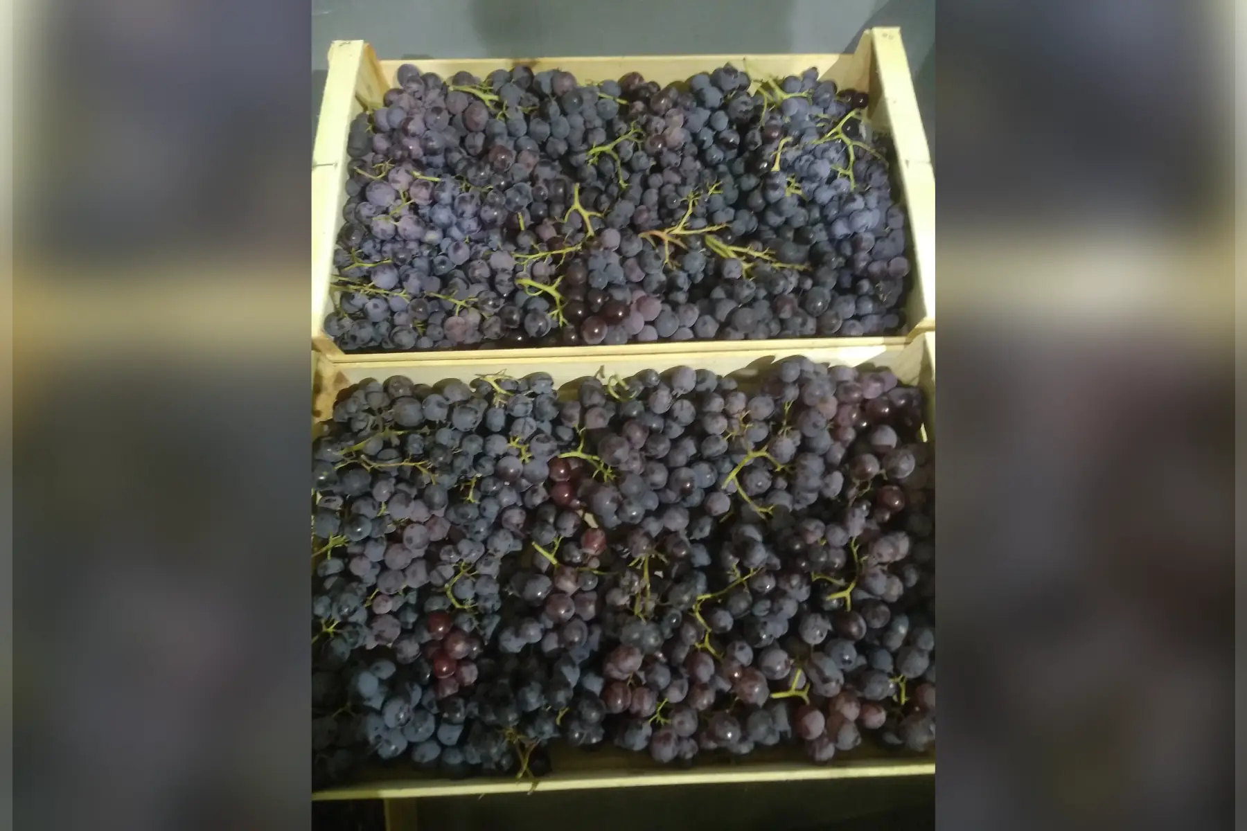 raisin de table  muscat d'hambourg