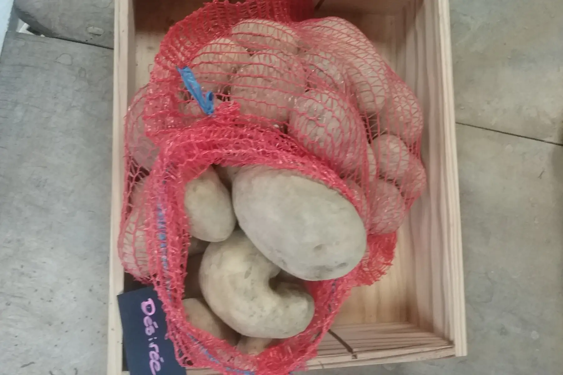 pommes de terre Bio Variété Désirée