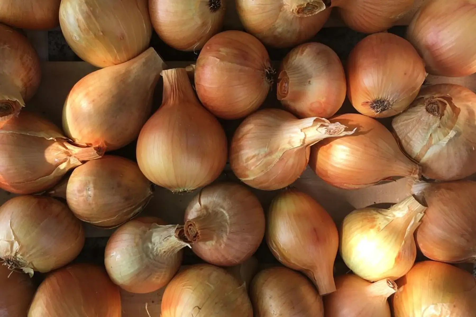 oignon jaune