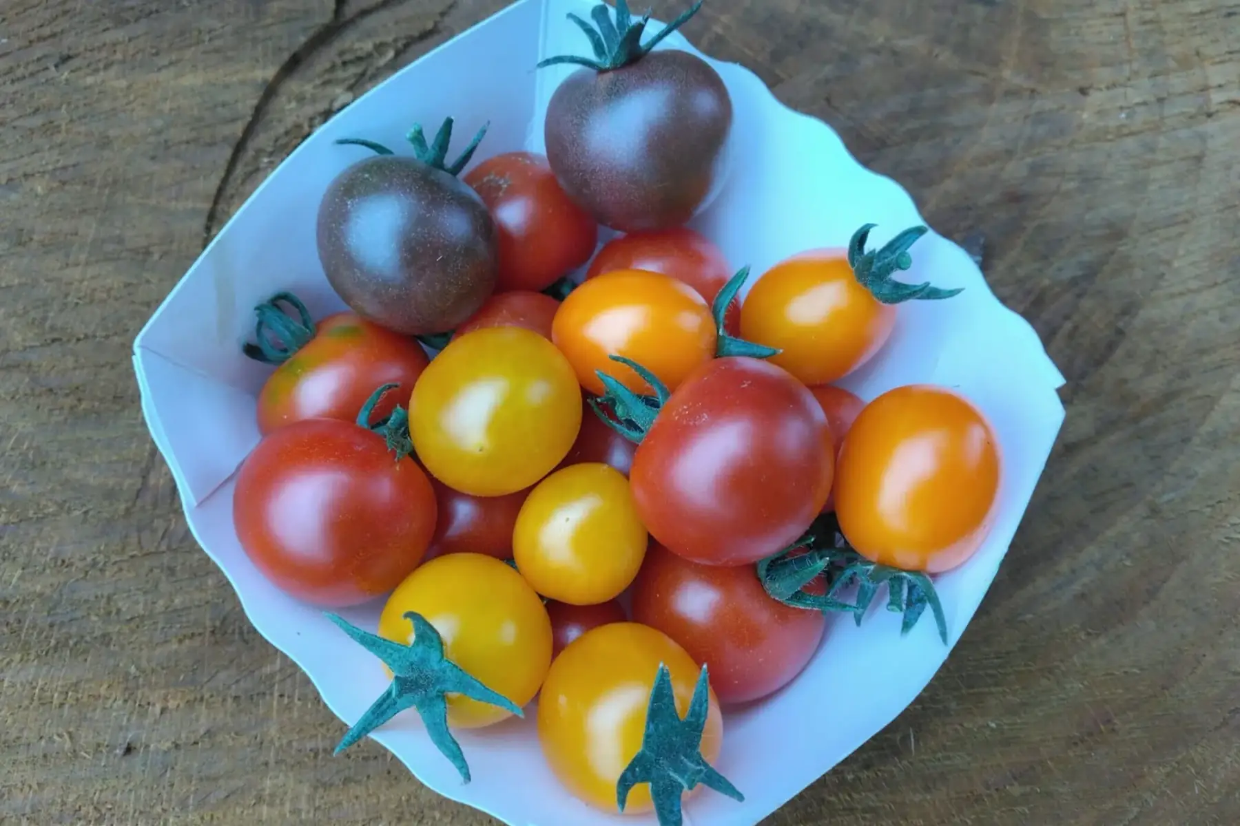 tomates cerises