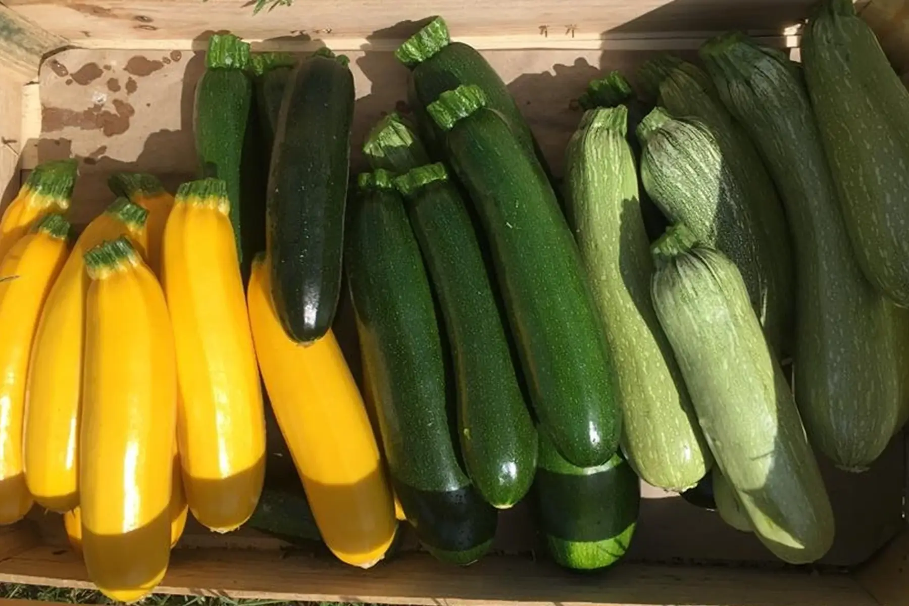 courgette