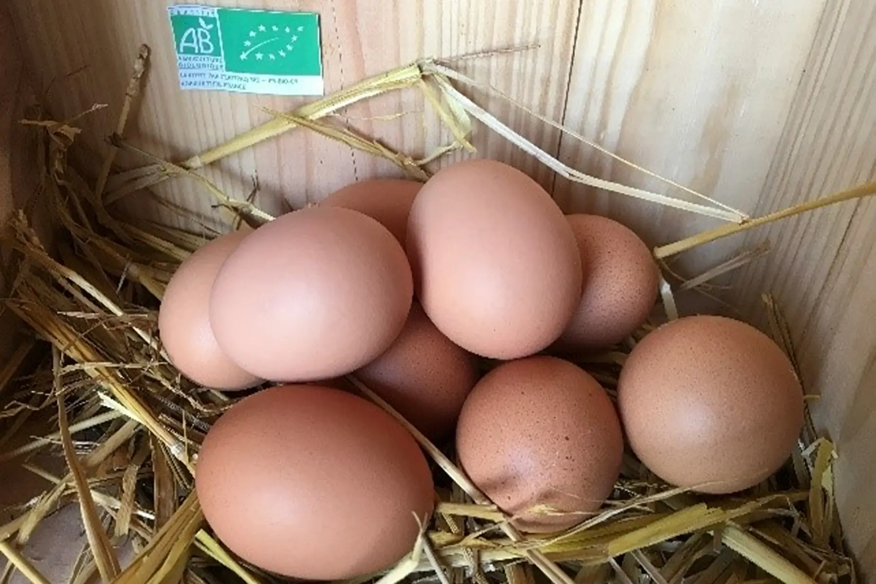 10 oeufs extra frais