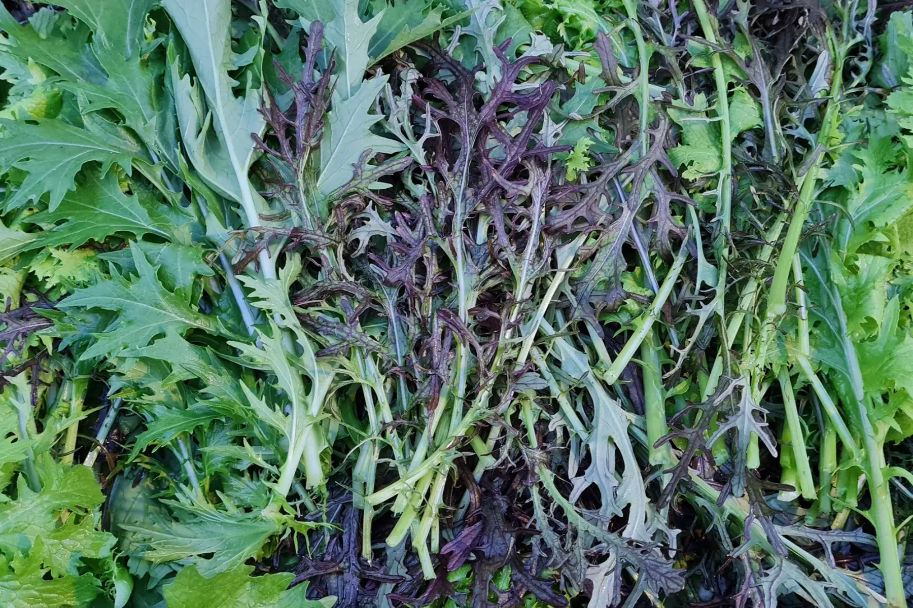mesclun