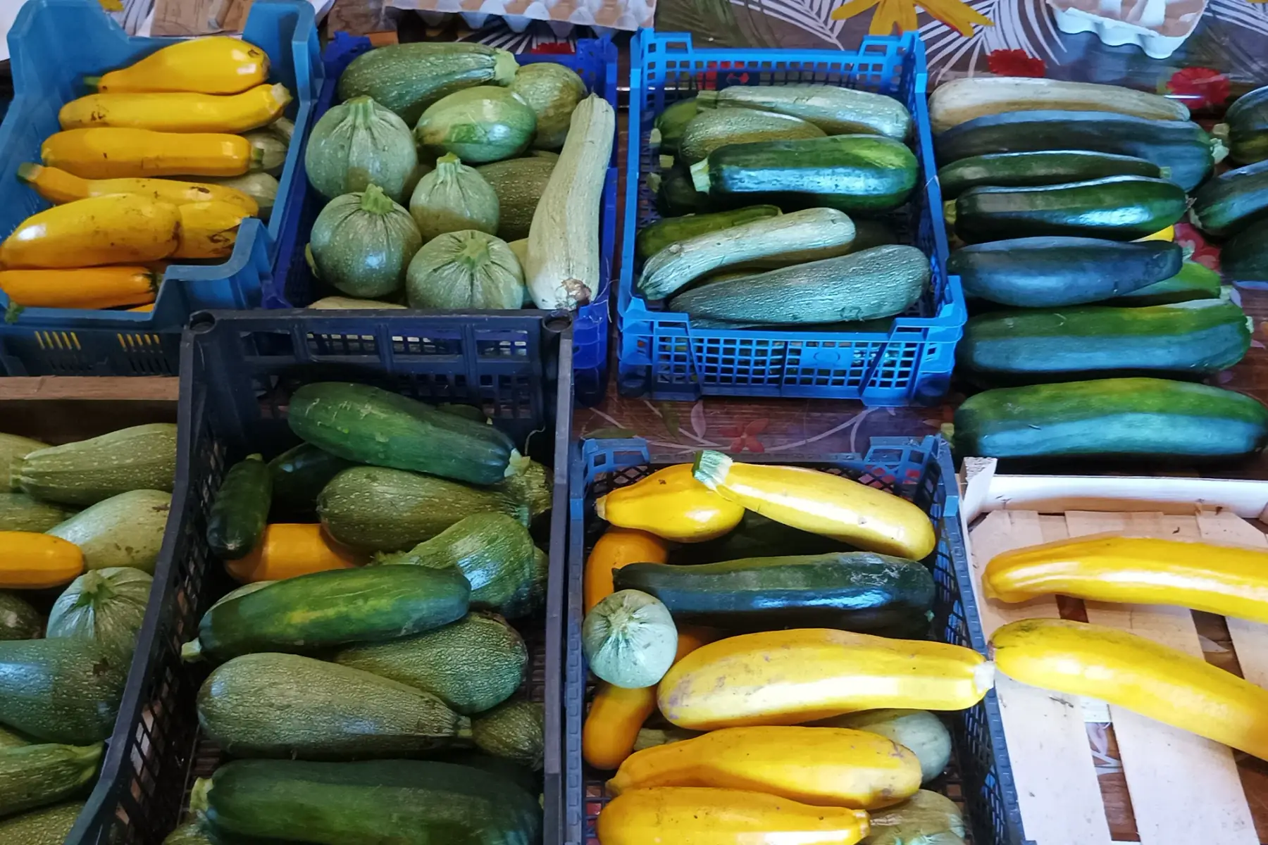 courgettes