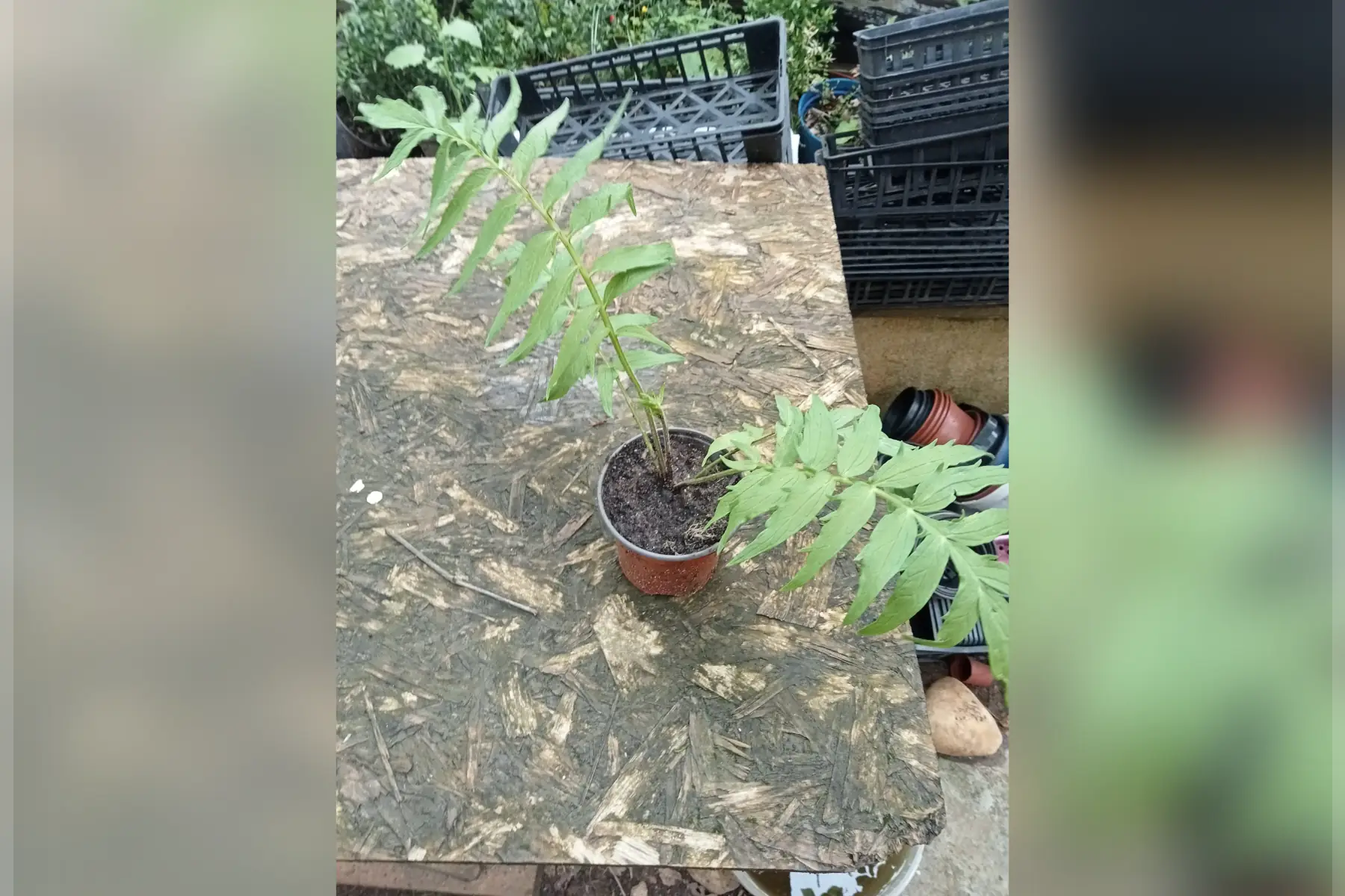 plant VALERIANE officinale AB