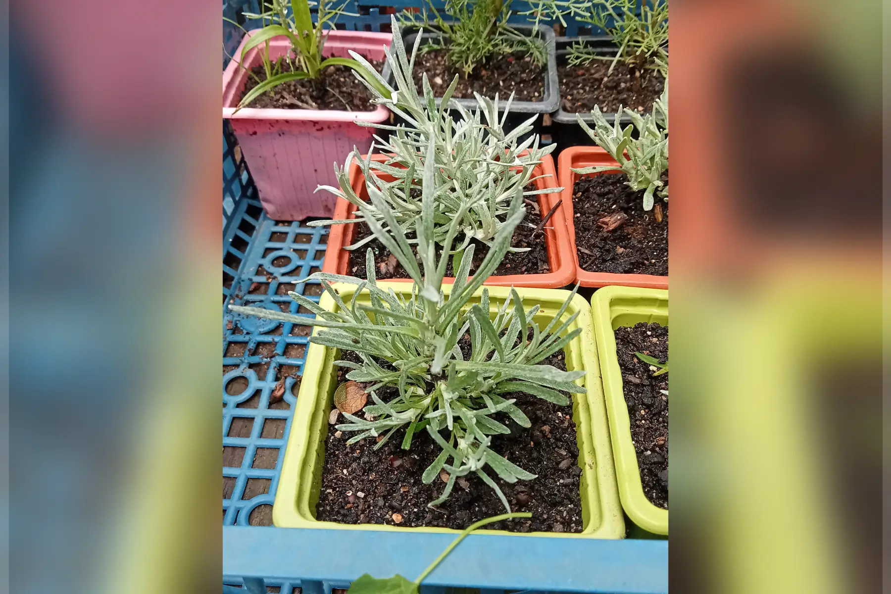 jeune plant HELICHRYSE AB