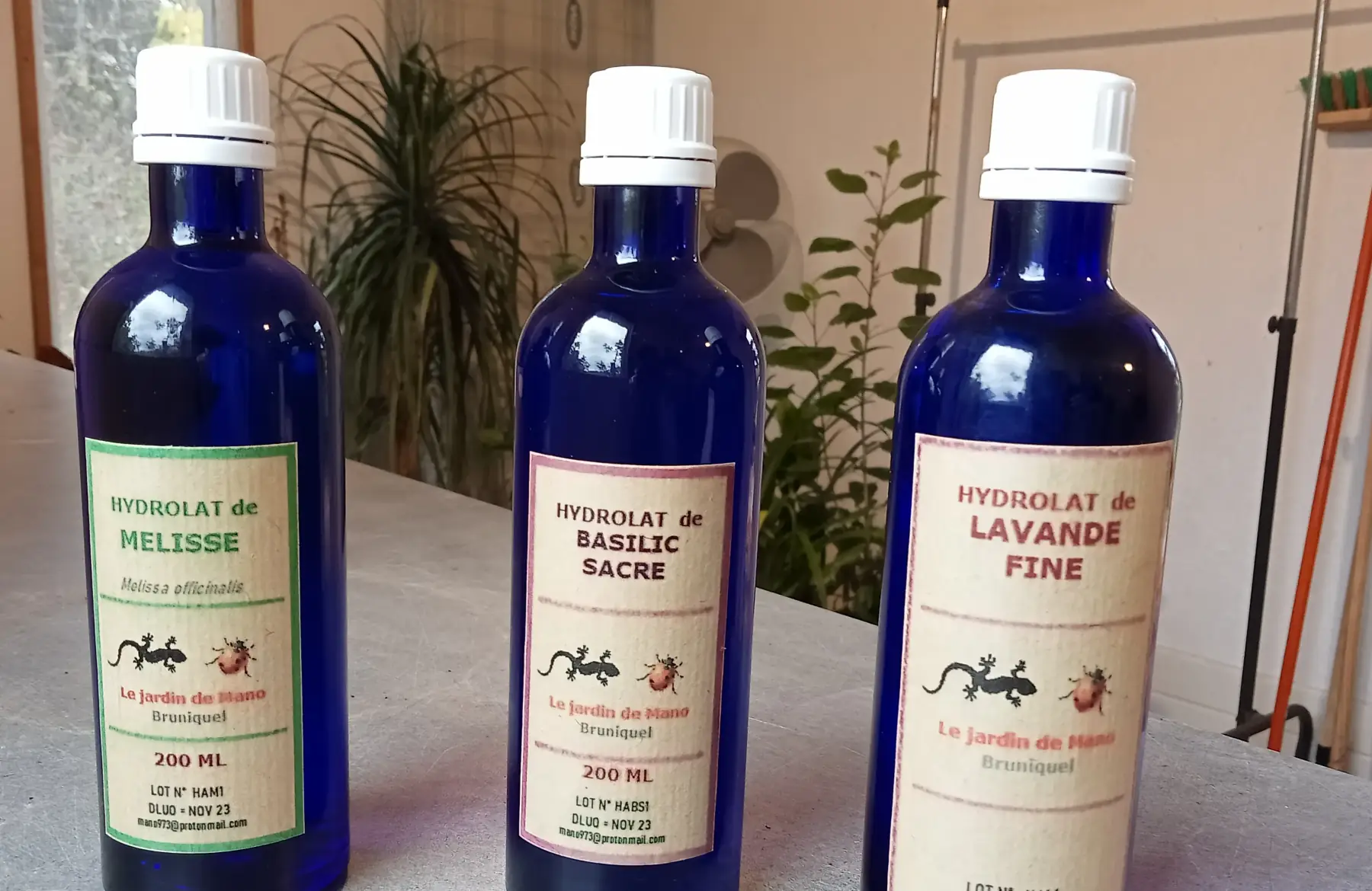 hydrolat de basilic sacre - 200 ml