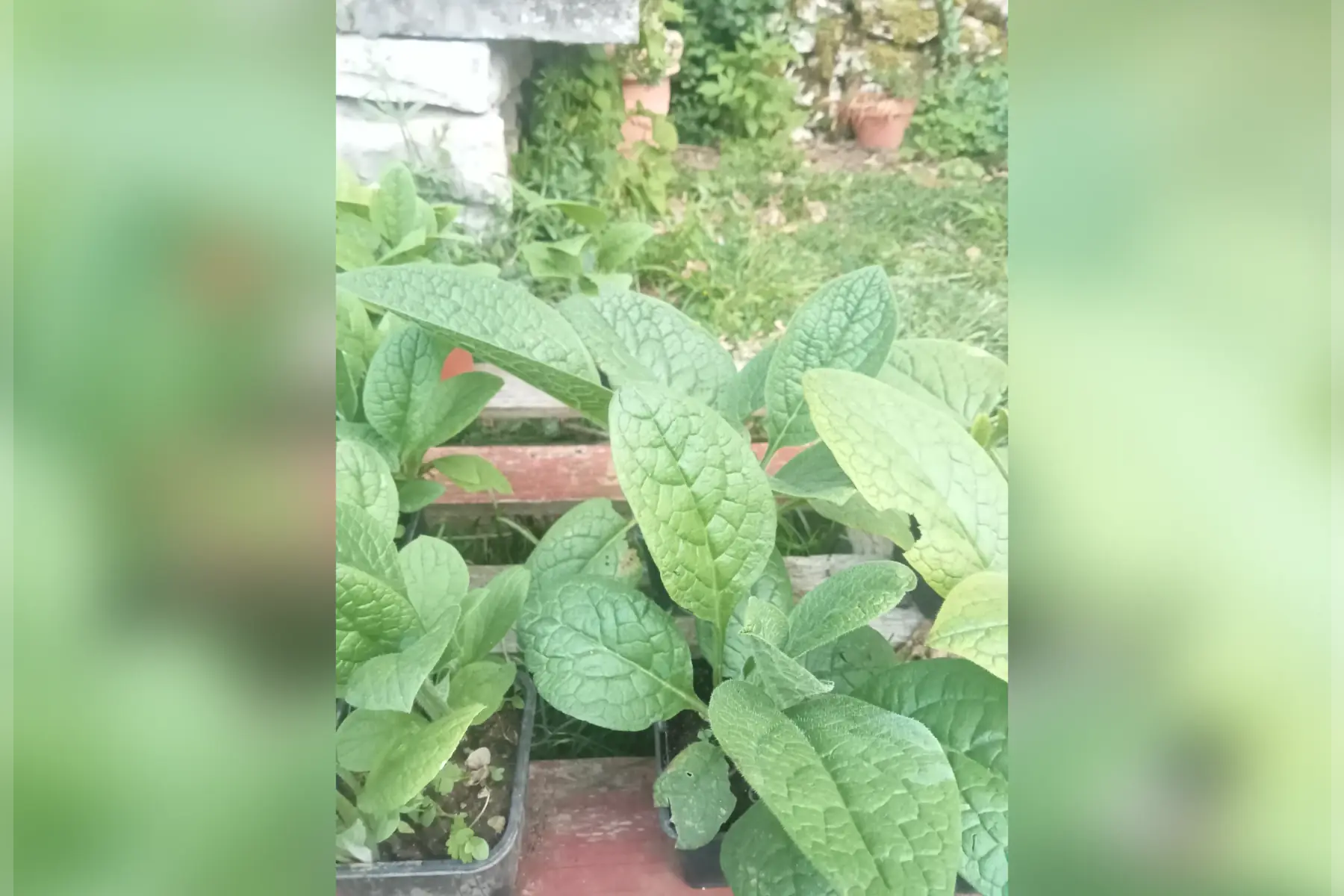 plant consoude de russie