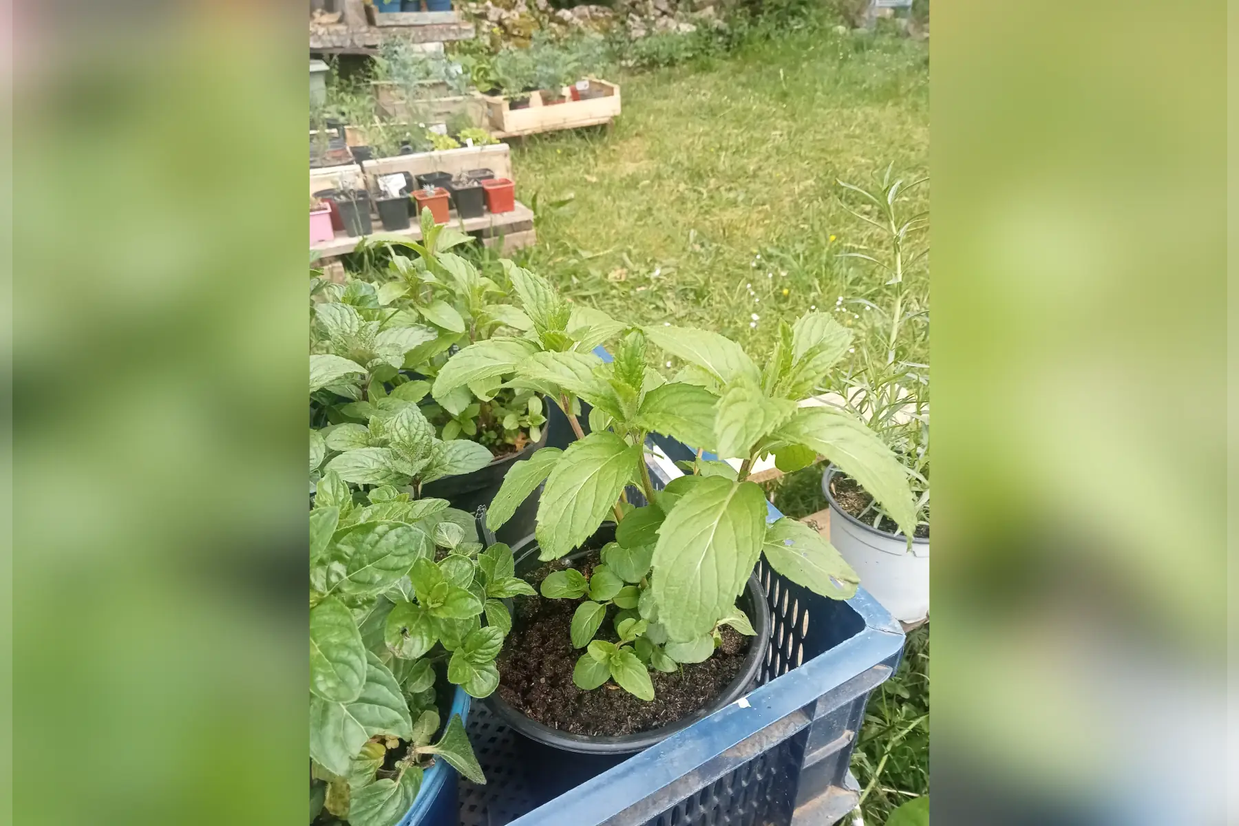 plant menthe poivrée glaciale