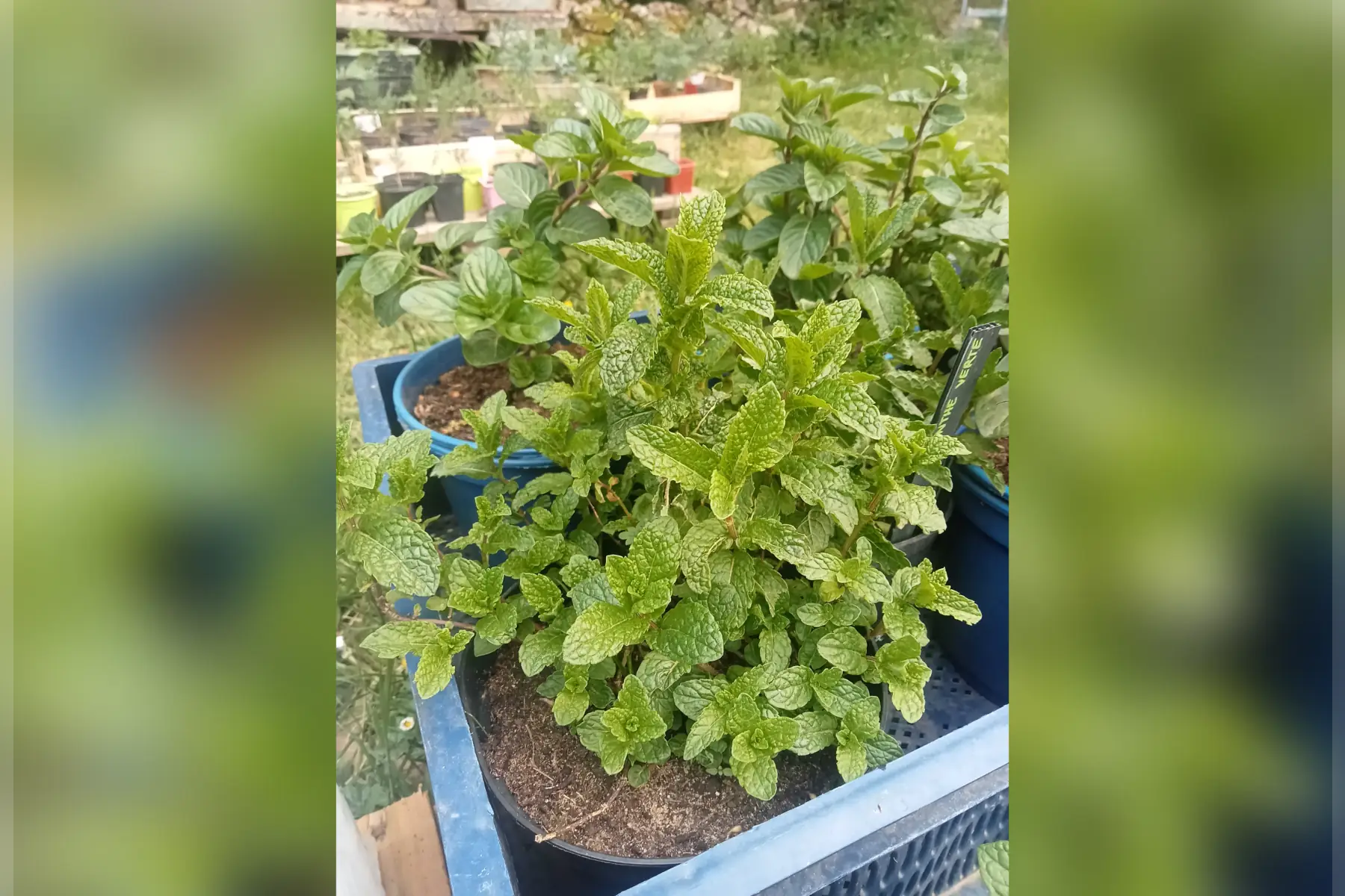 plant menthe verte