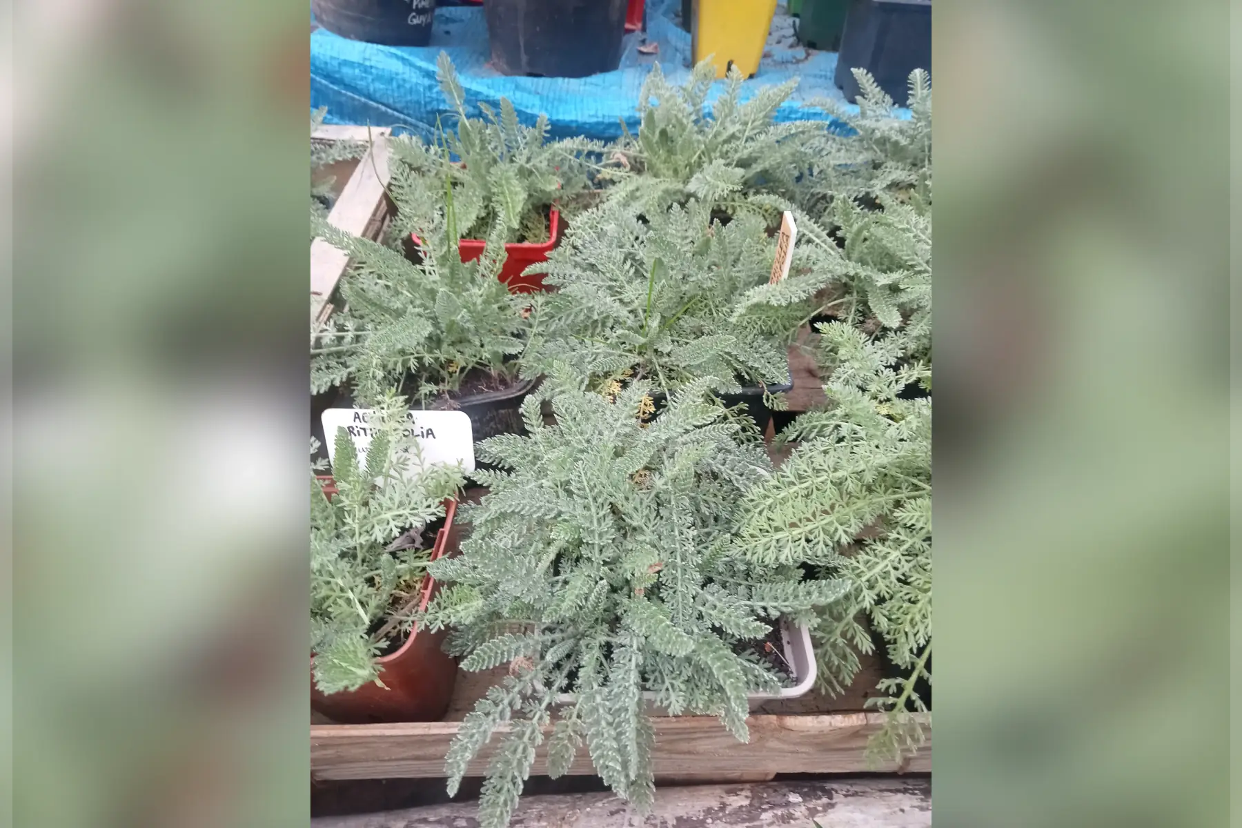 plant achillée chrithmifolia