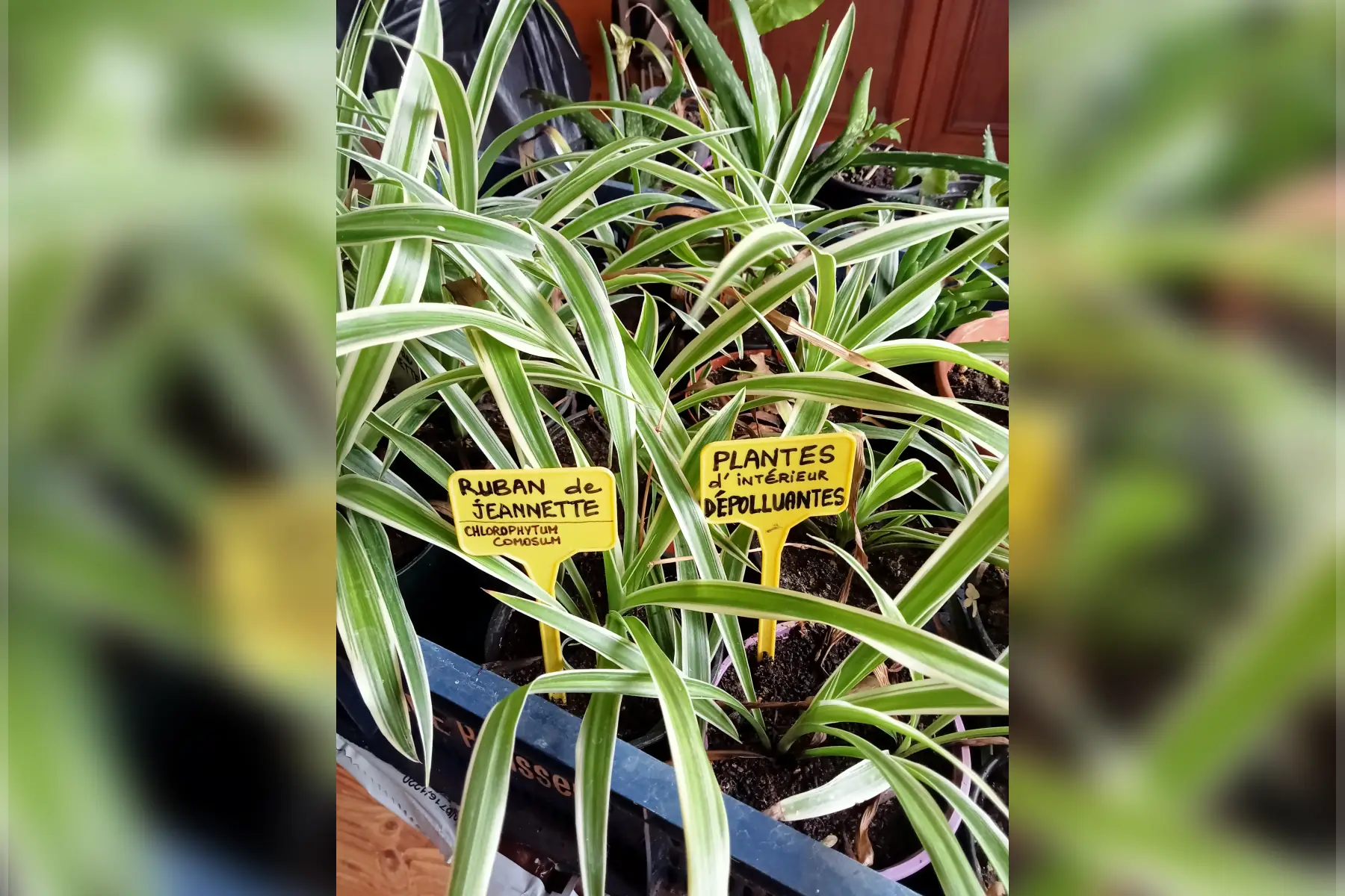 plante ruban de jeannette