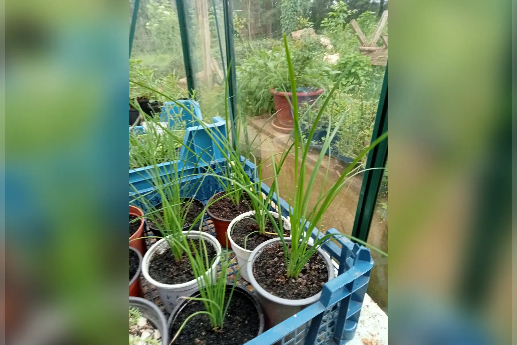 jeune plant CIBOULETTE de CHINE