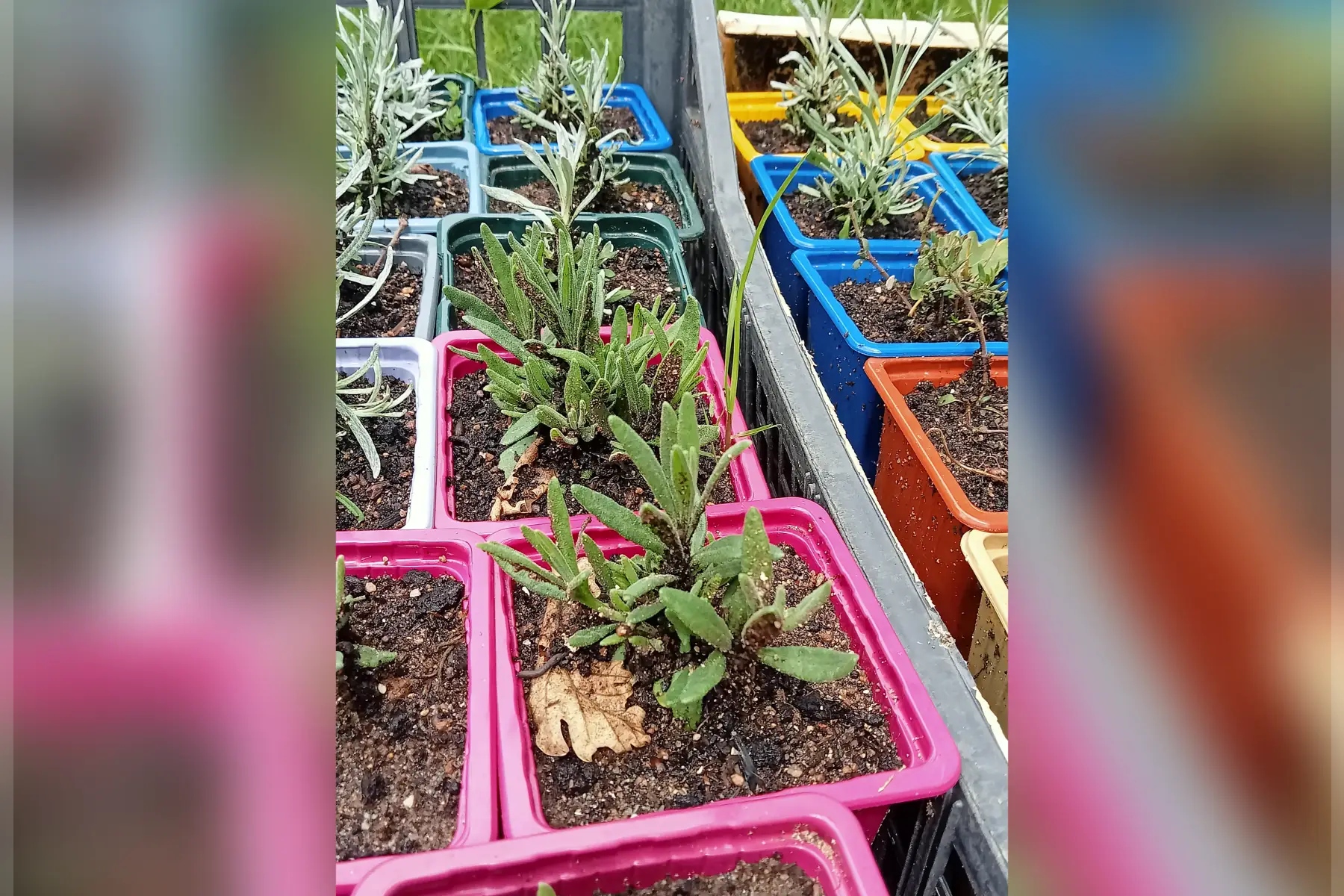 jeune plant LAVANDE officinale AB