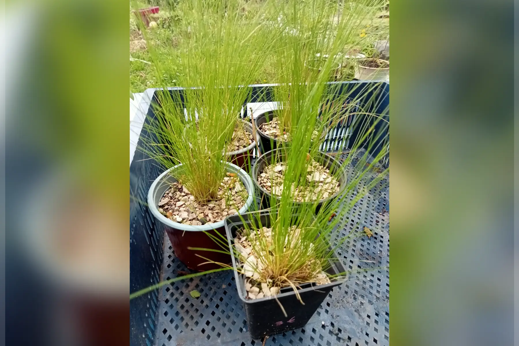 plant Graminée CHEVEUX d'ANGE