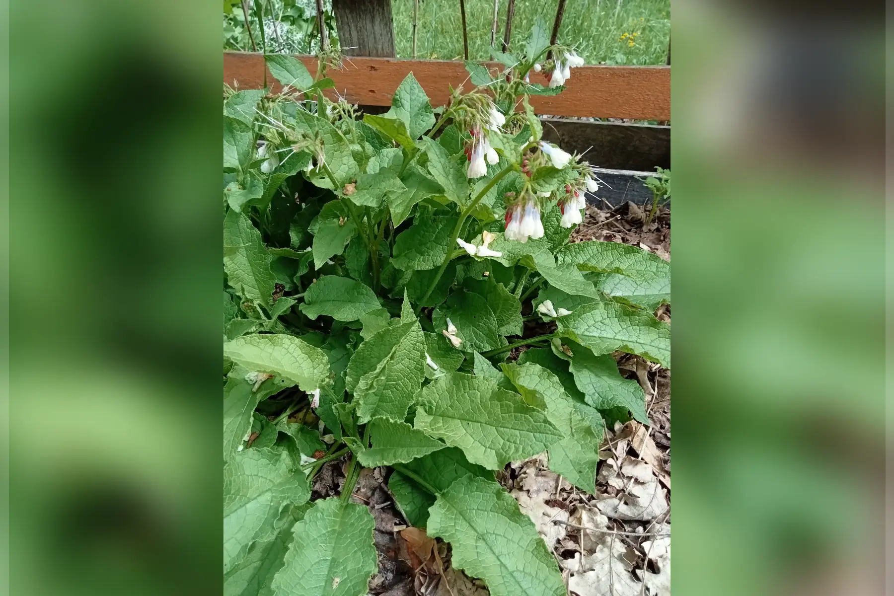 plant consoude à grandes fleurs