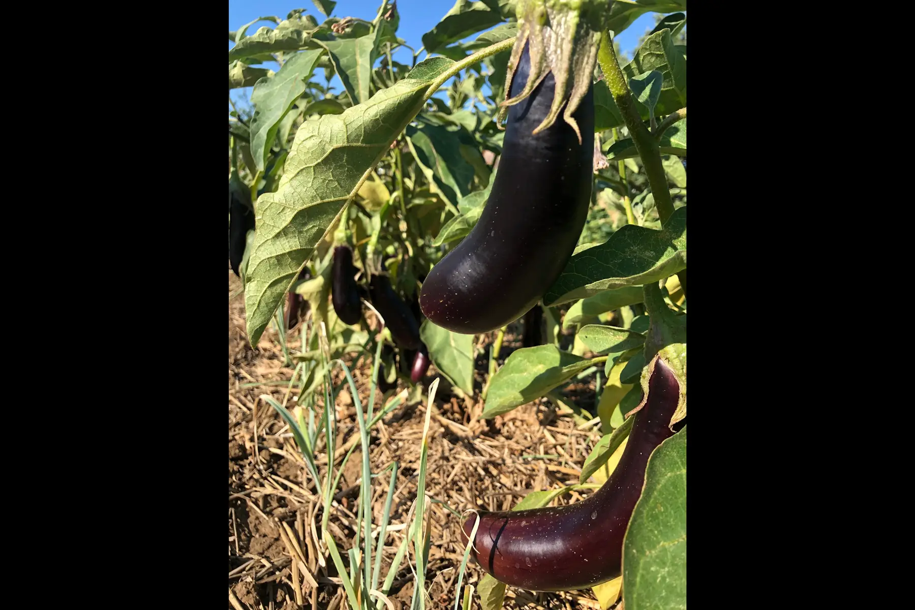 aubergines