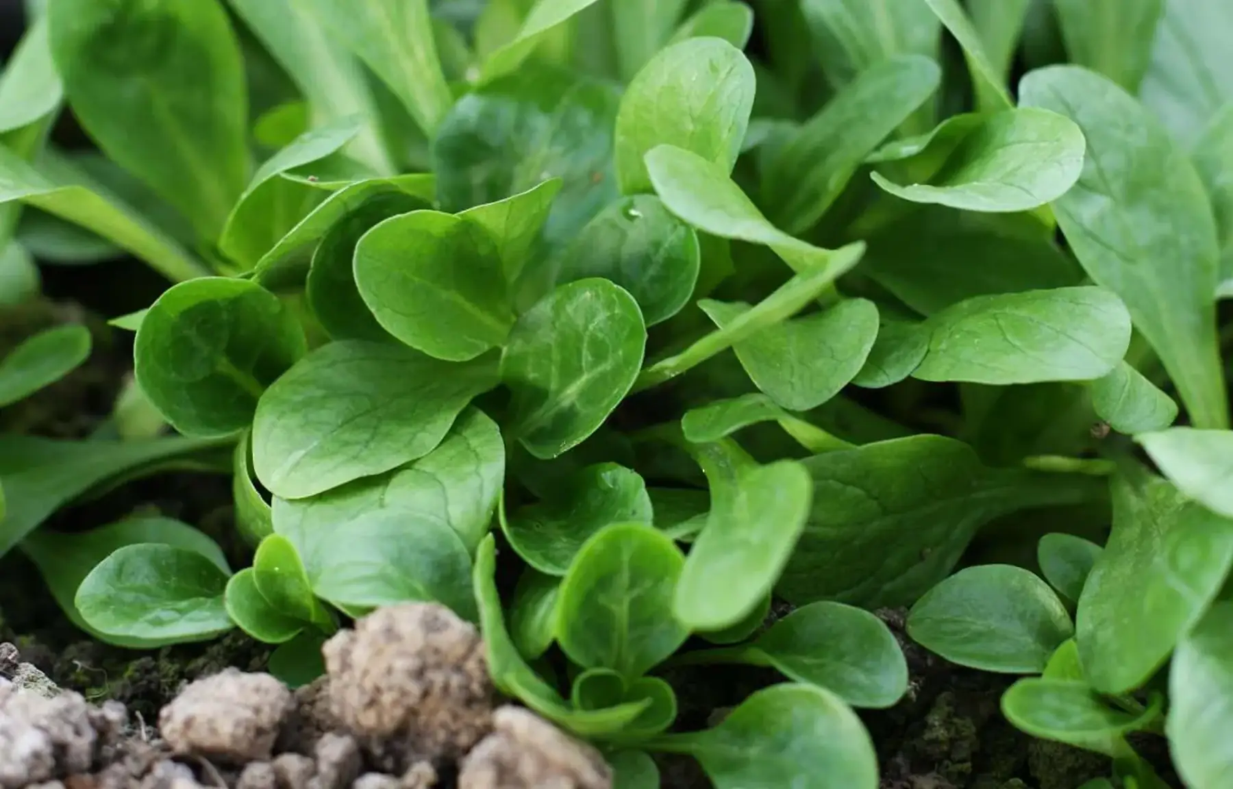 un jardin qui chante