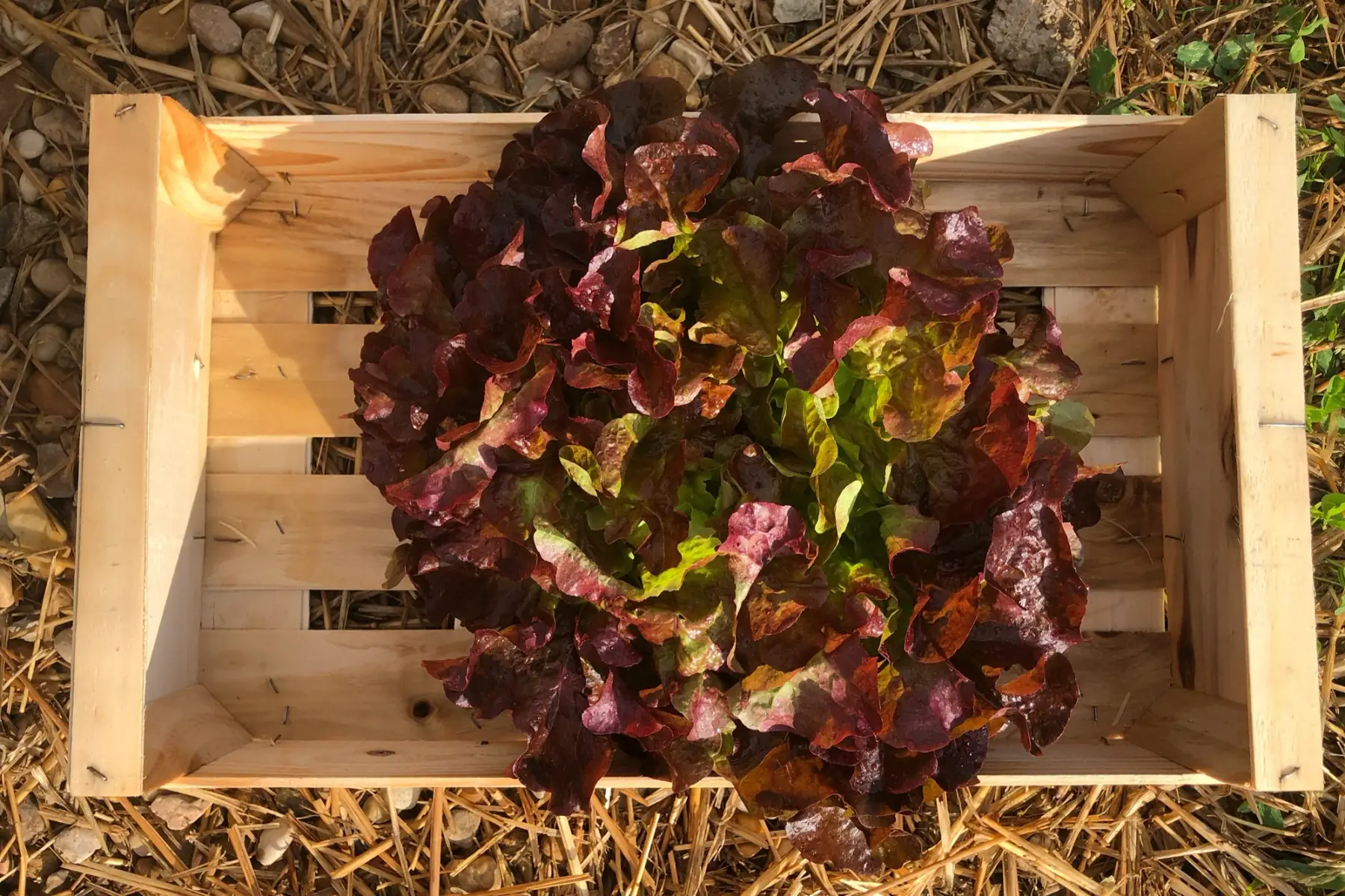 laitue feuille de chêne rouge