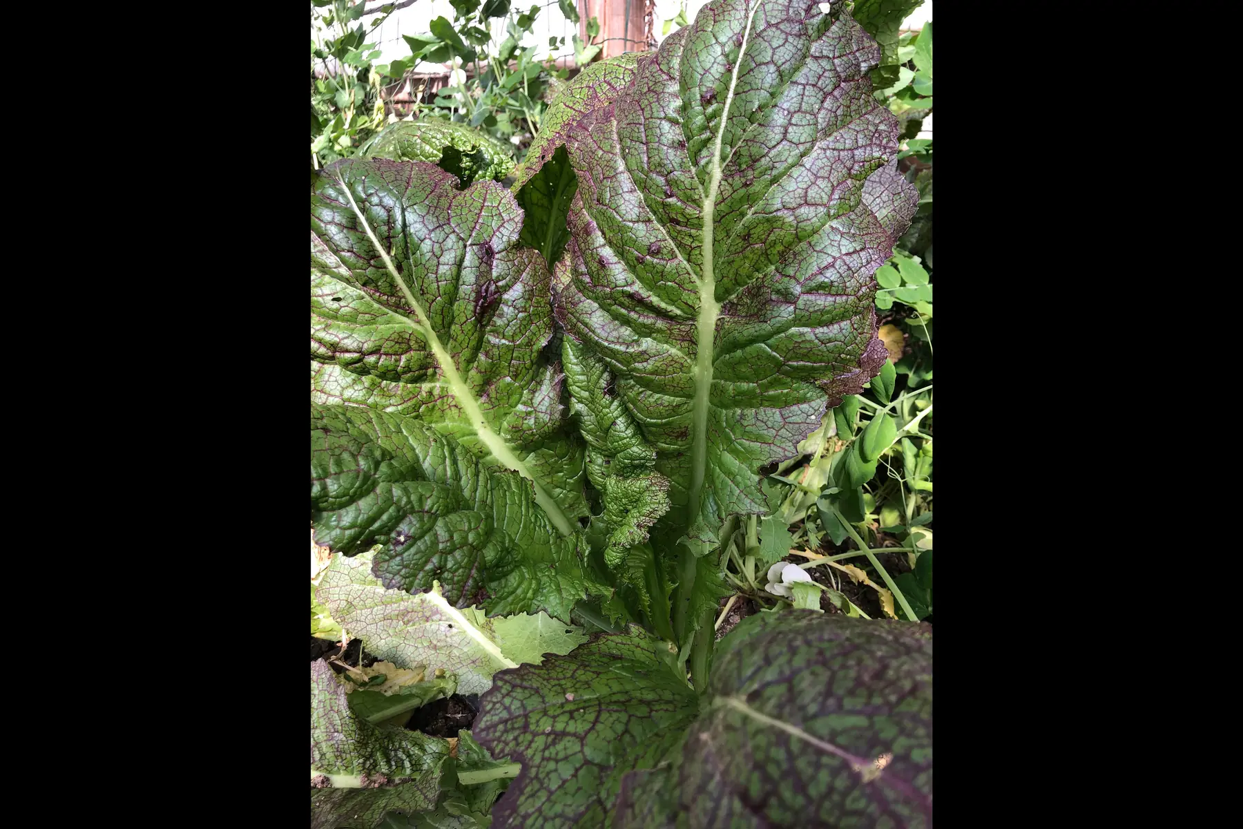 feuilles de moutarde « osaka segal »
