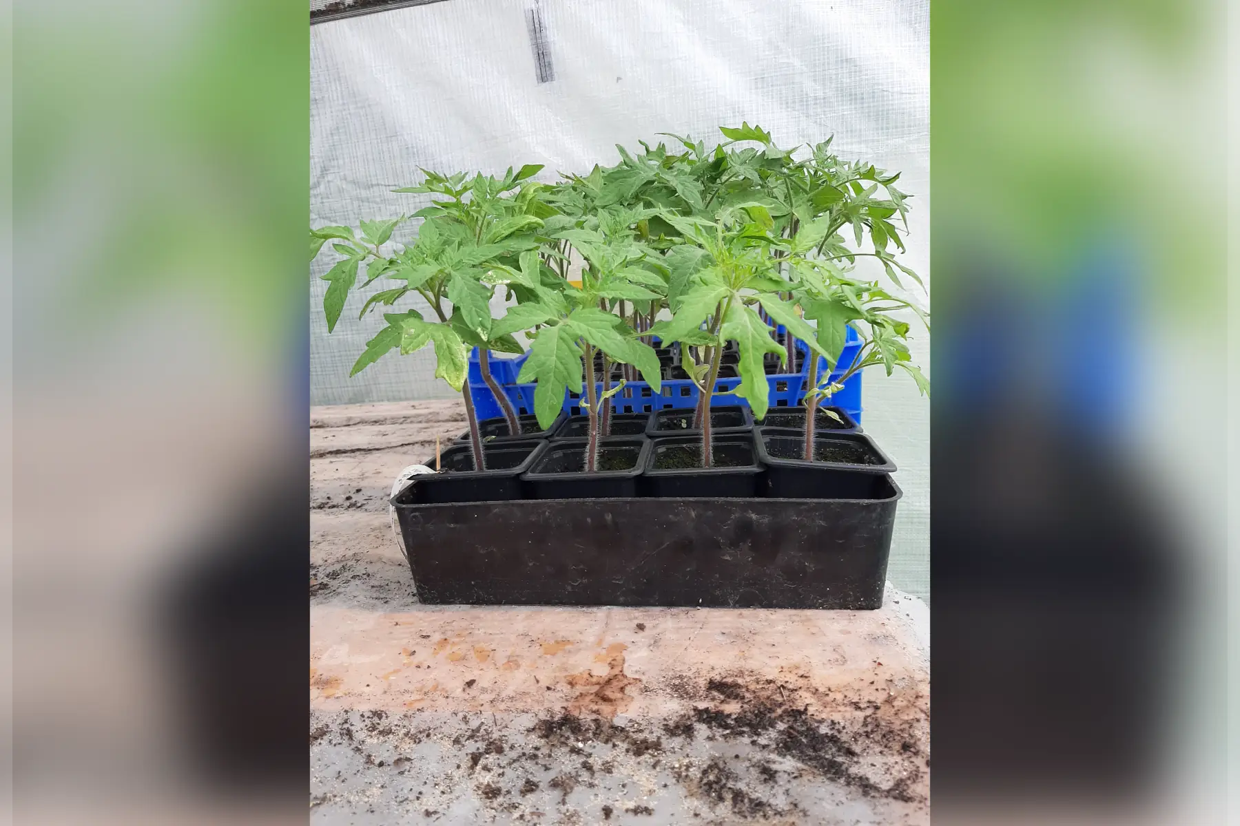 Plant de tomate