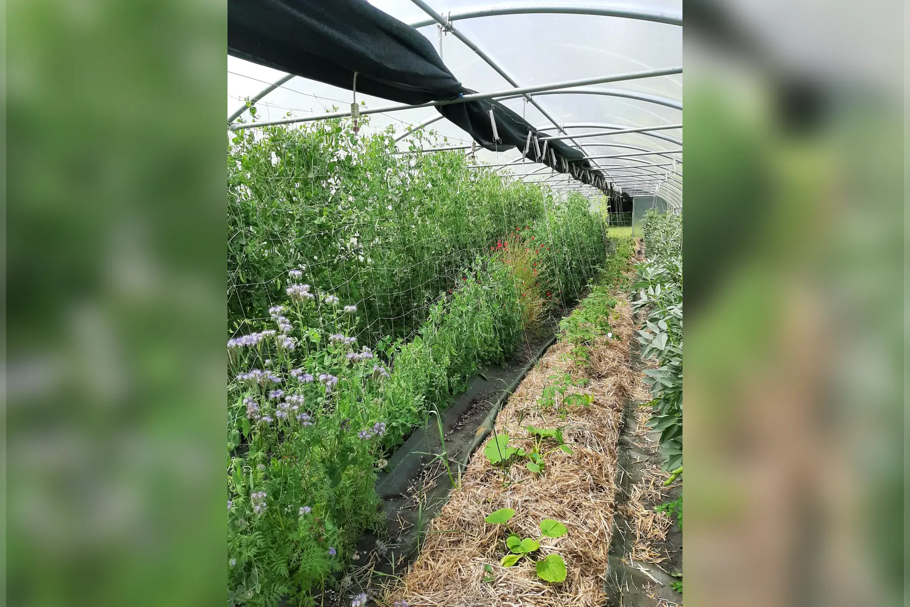 Le potager des graves