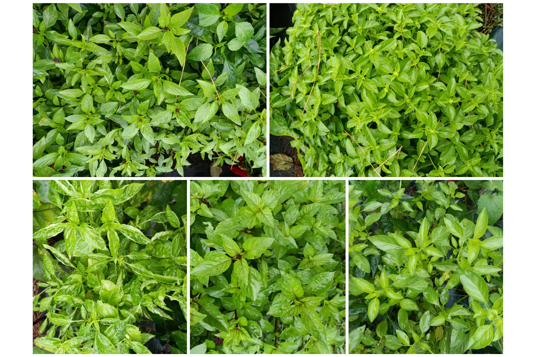 bouquet de basilic (cannelle, thaï, grand vert, marseillais, lemon)