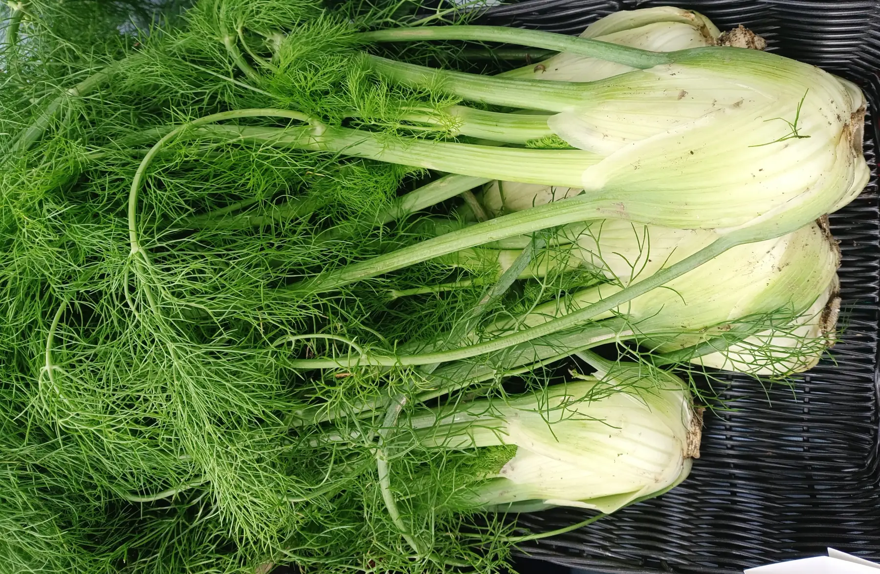 Le jardin des Sables