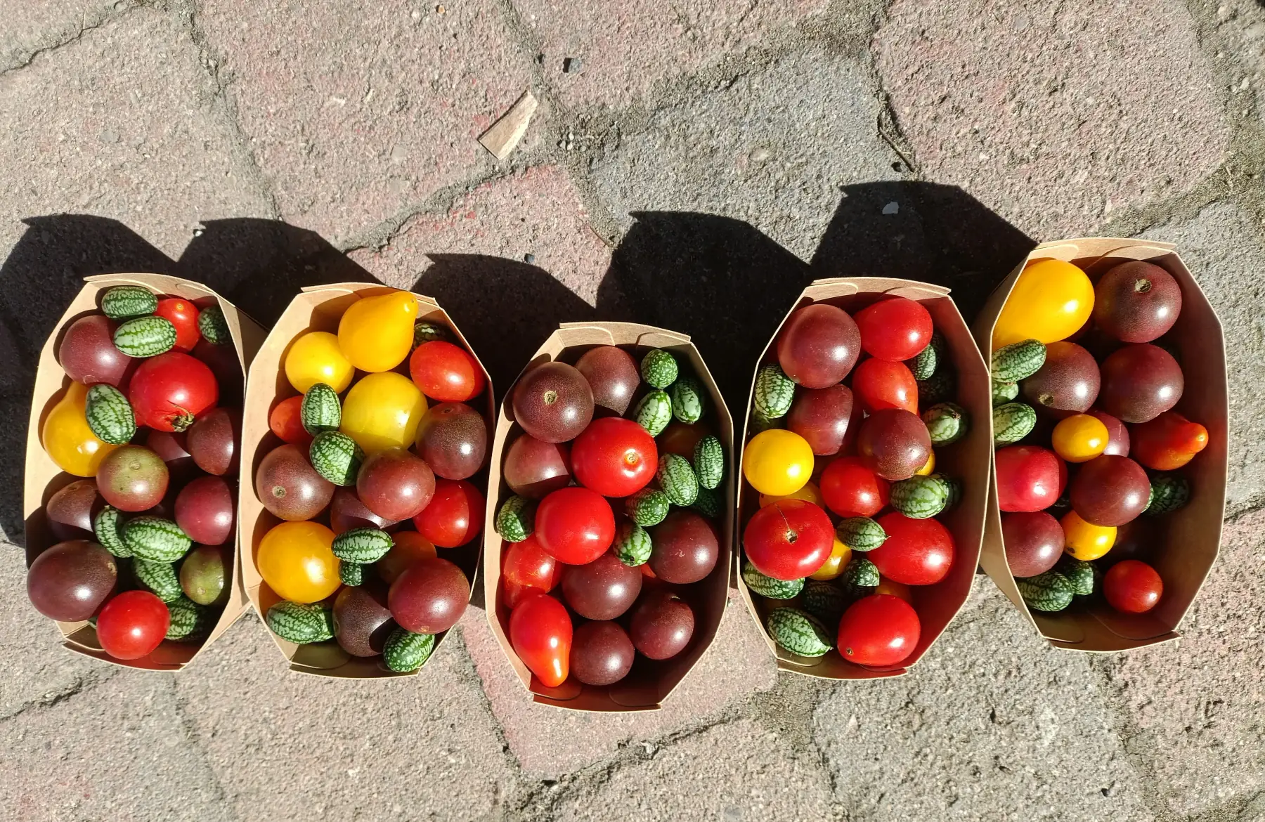 tomates cerises / Mini-concombres