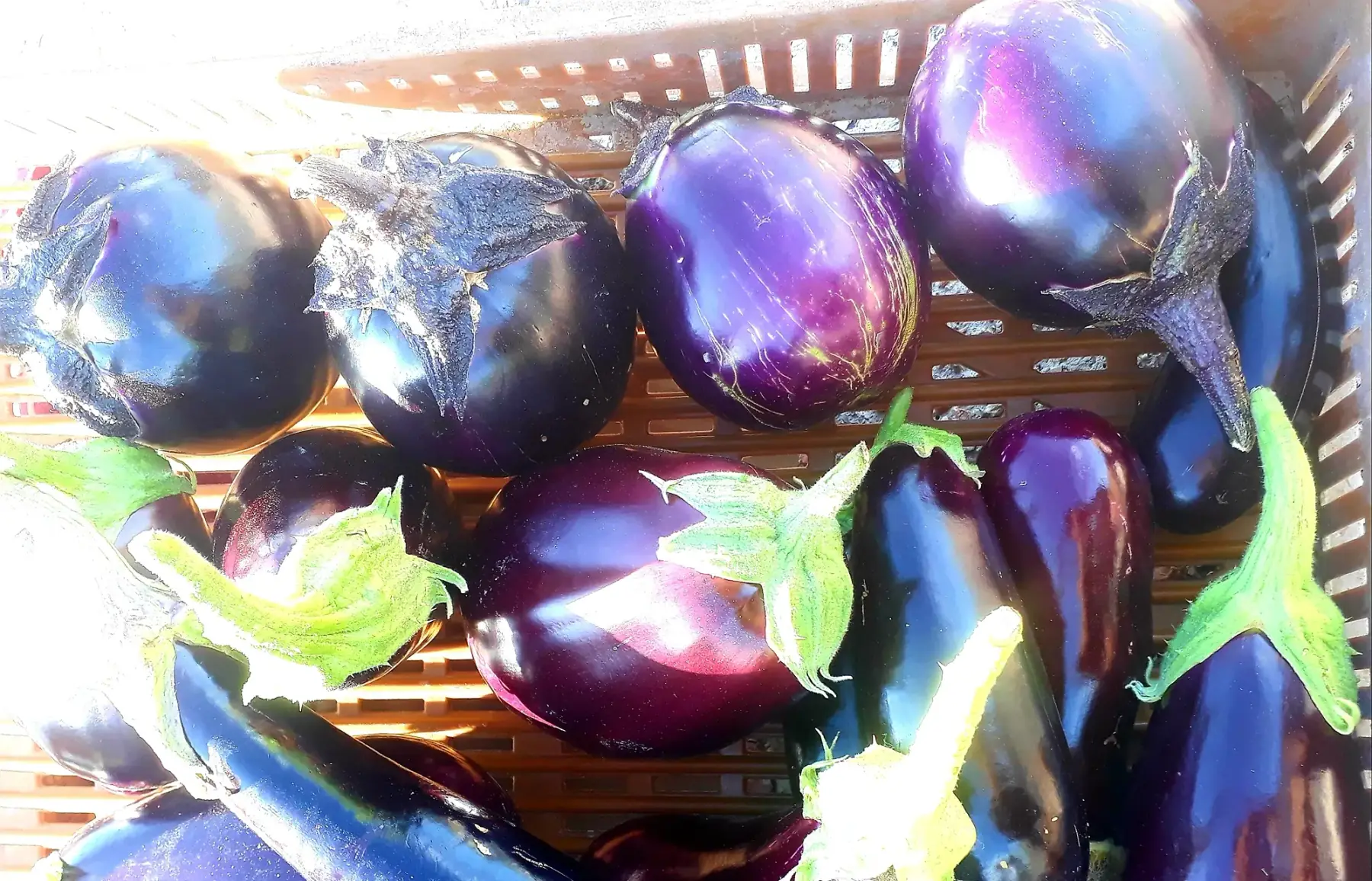 aubergines