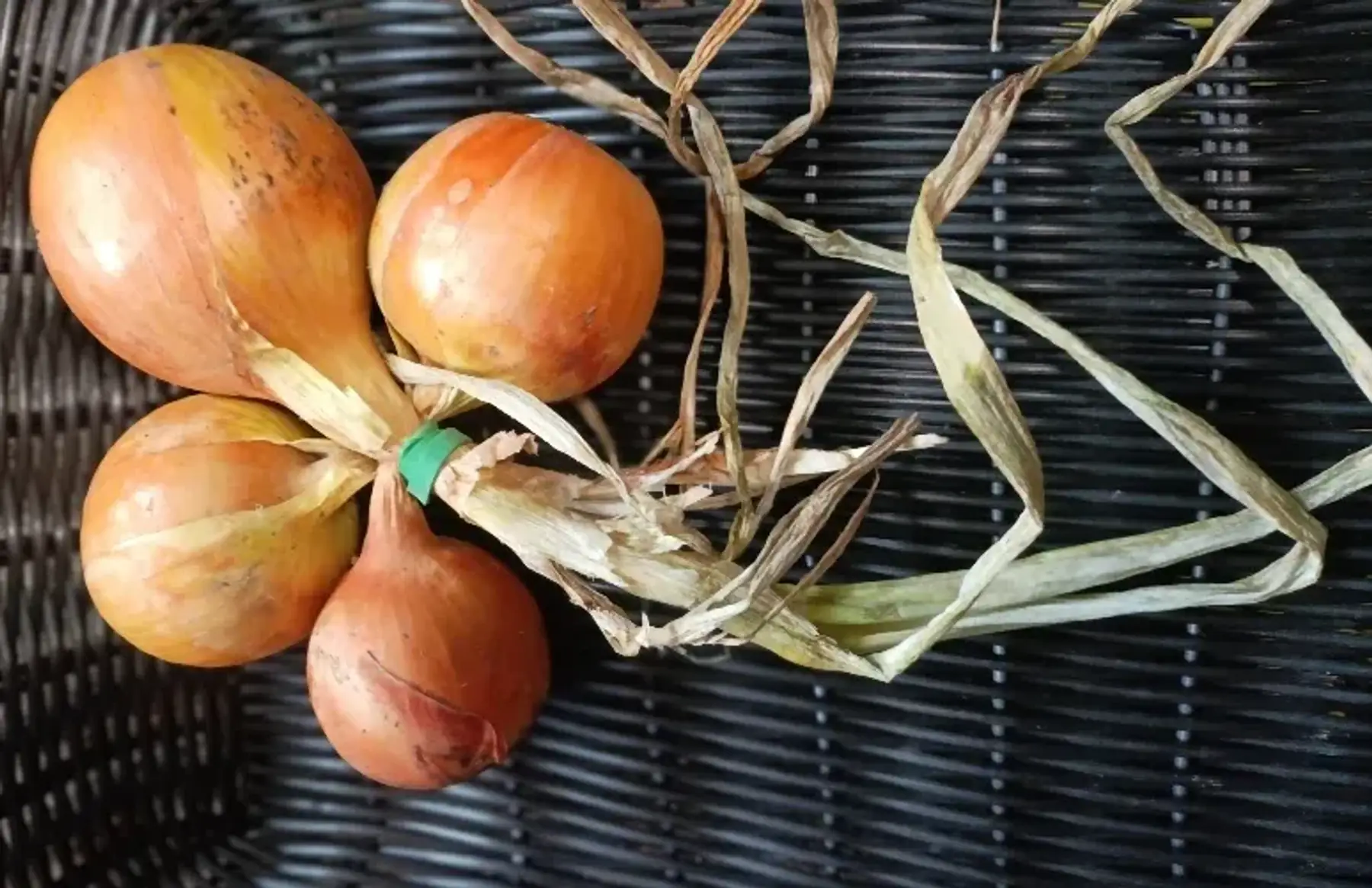 botte oignons jaunes