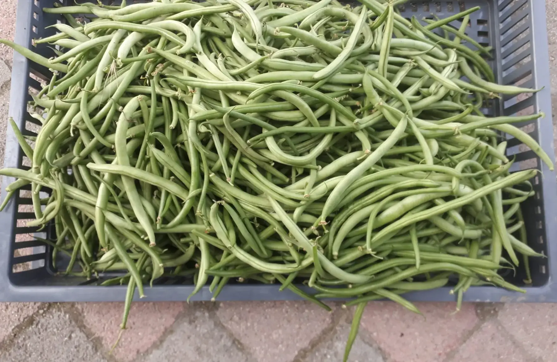 haricots verts / Haricots beurre (300g)