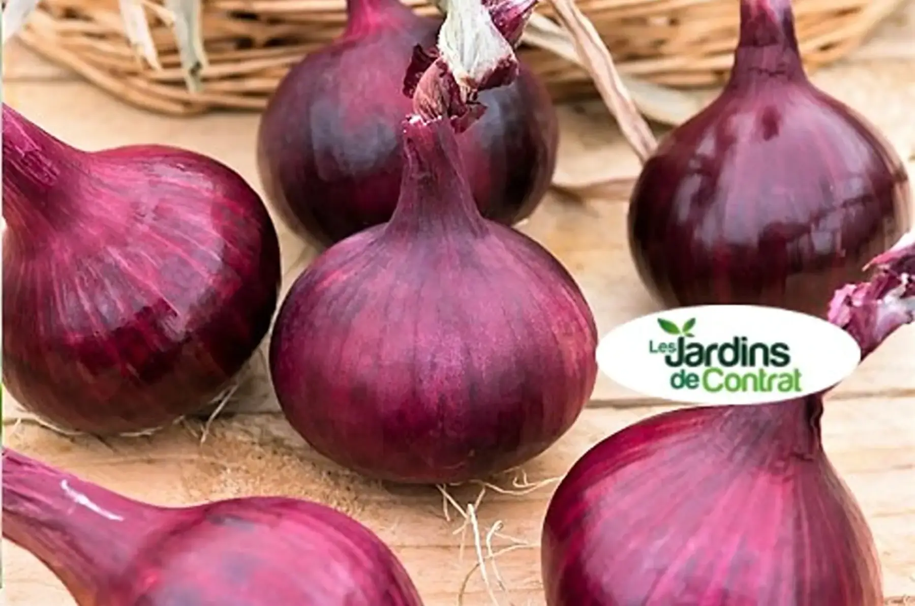 oignon rouge