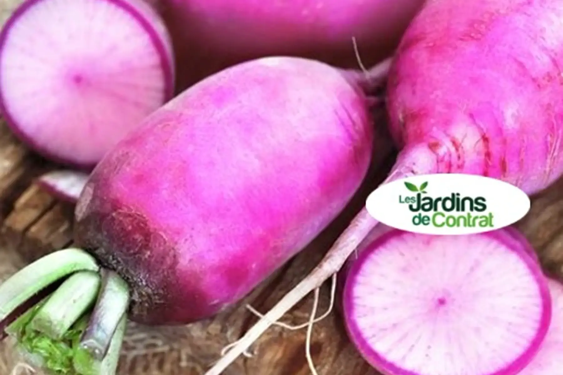 Radis asiatique - Blue candle