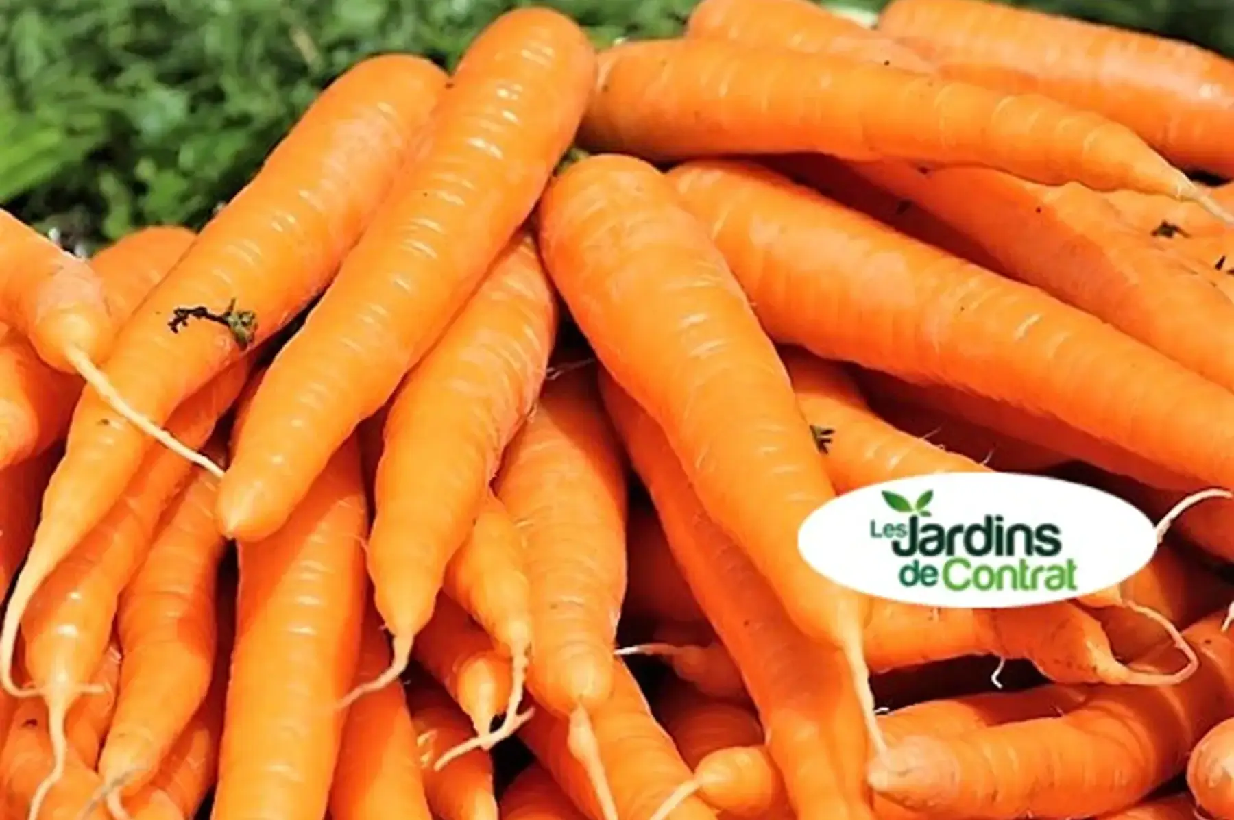 carotte vrac