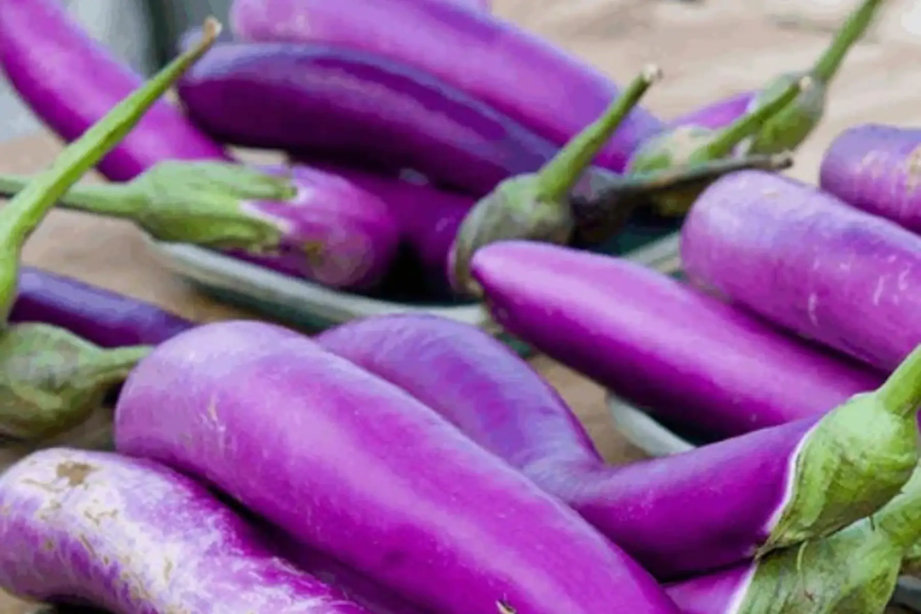 Plant d'aubergine BIO - Japanese Pickling