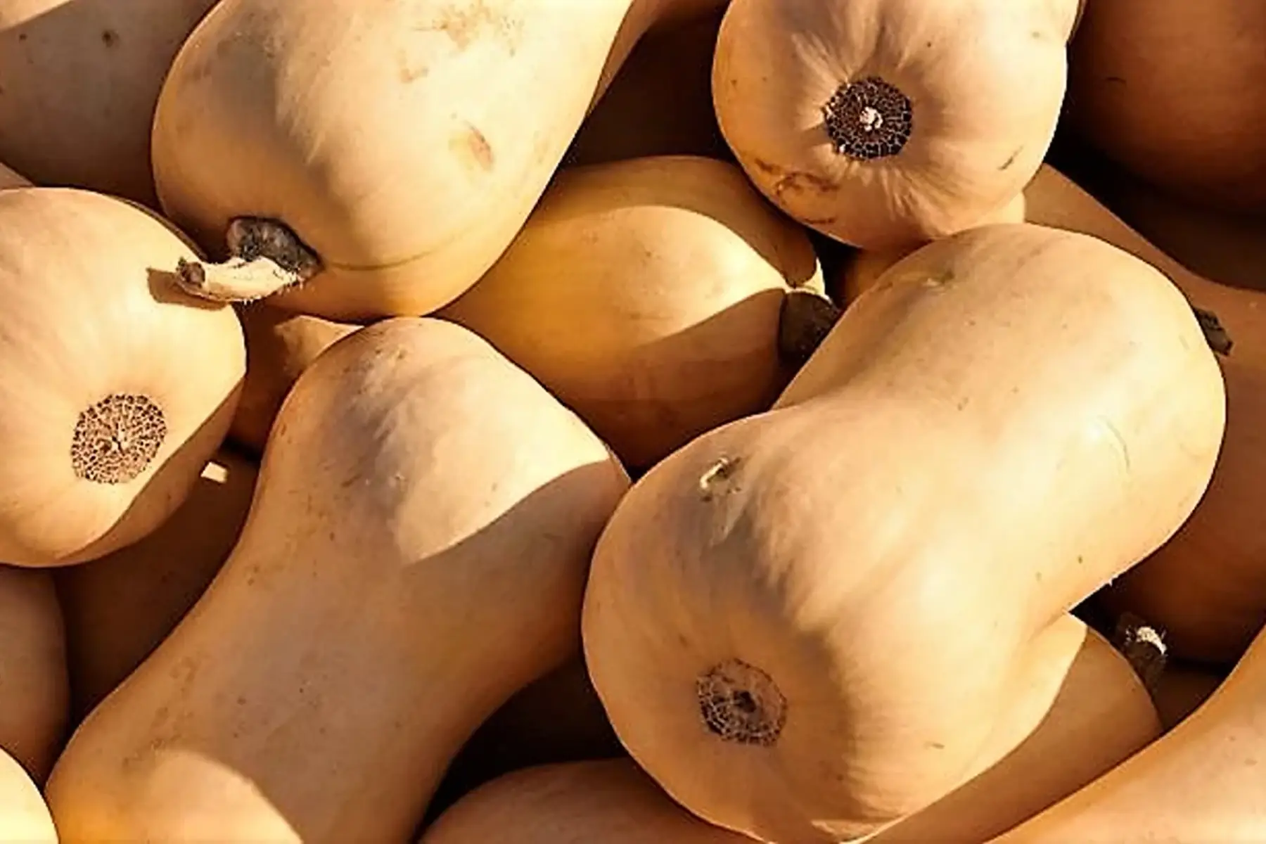 courge butternut - au poids