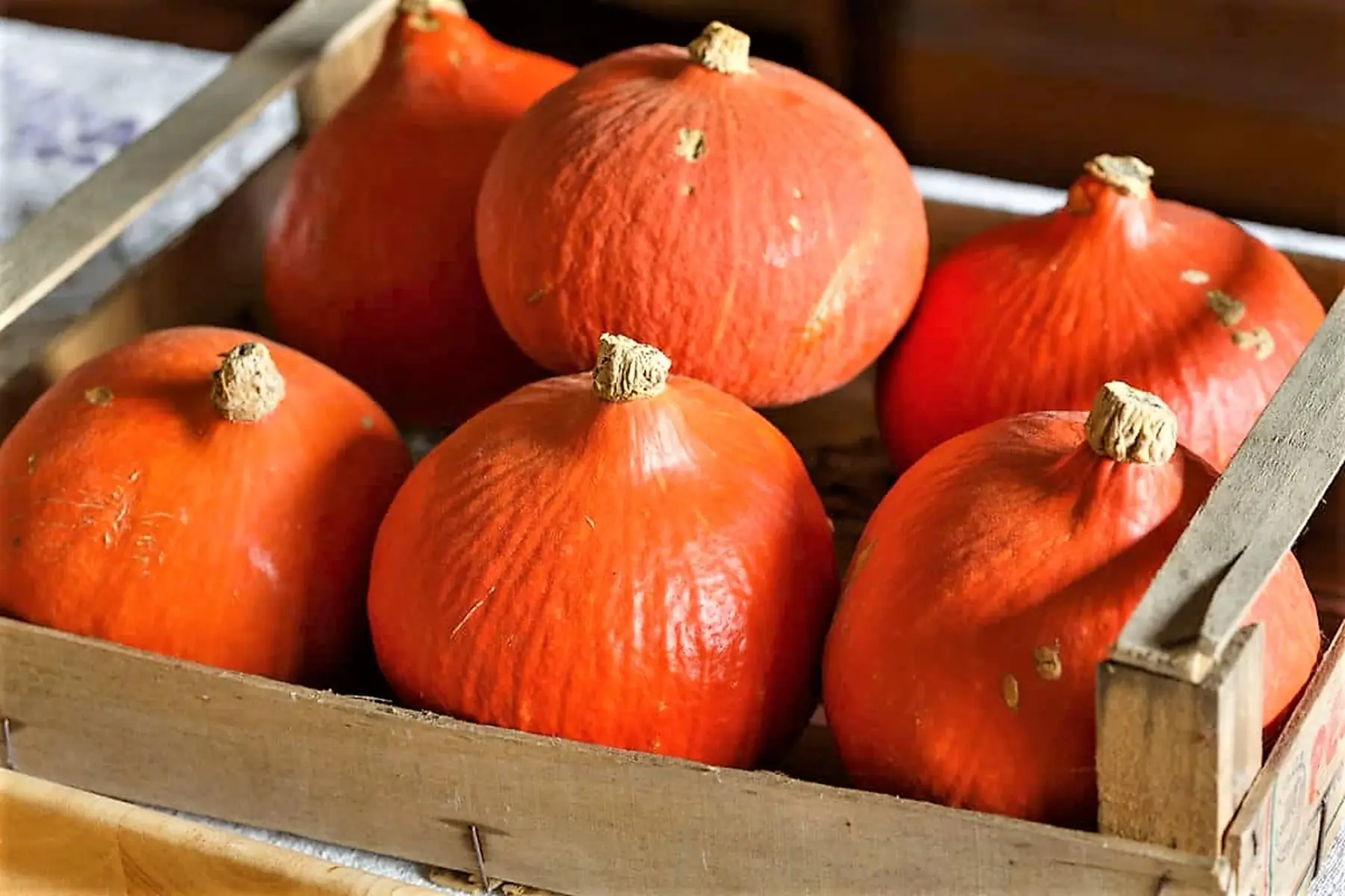 potimarron - au poids